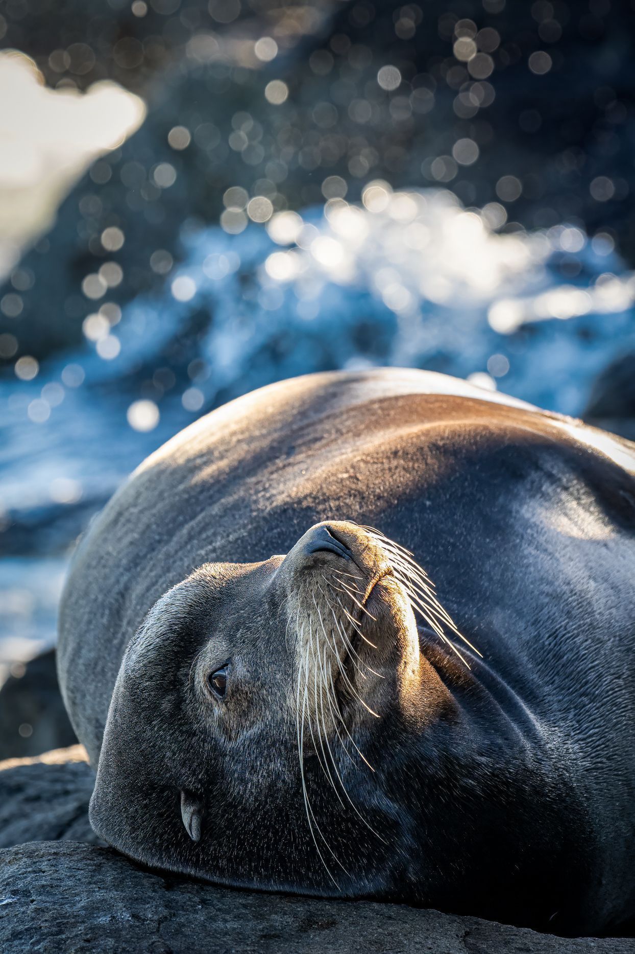 1244x1867 Sea Lions and Harbor Seal, Monterey, CA