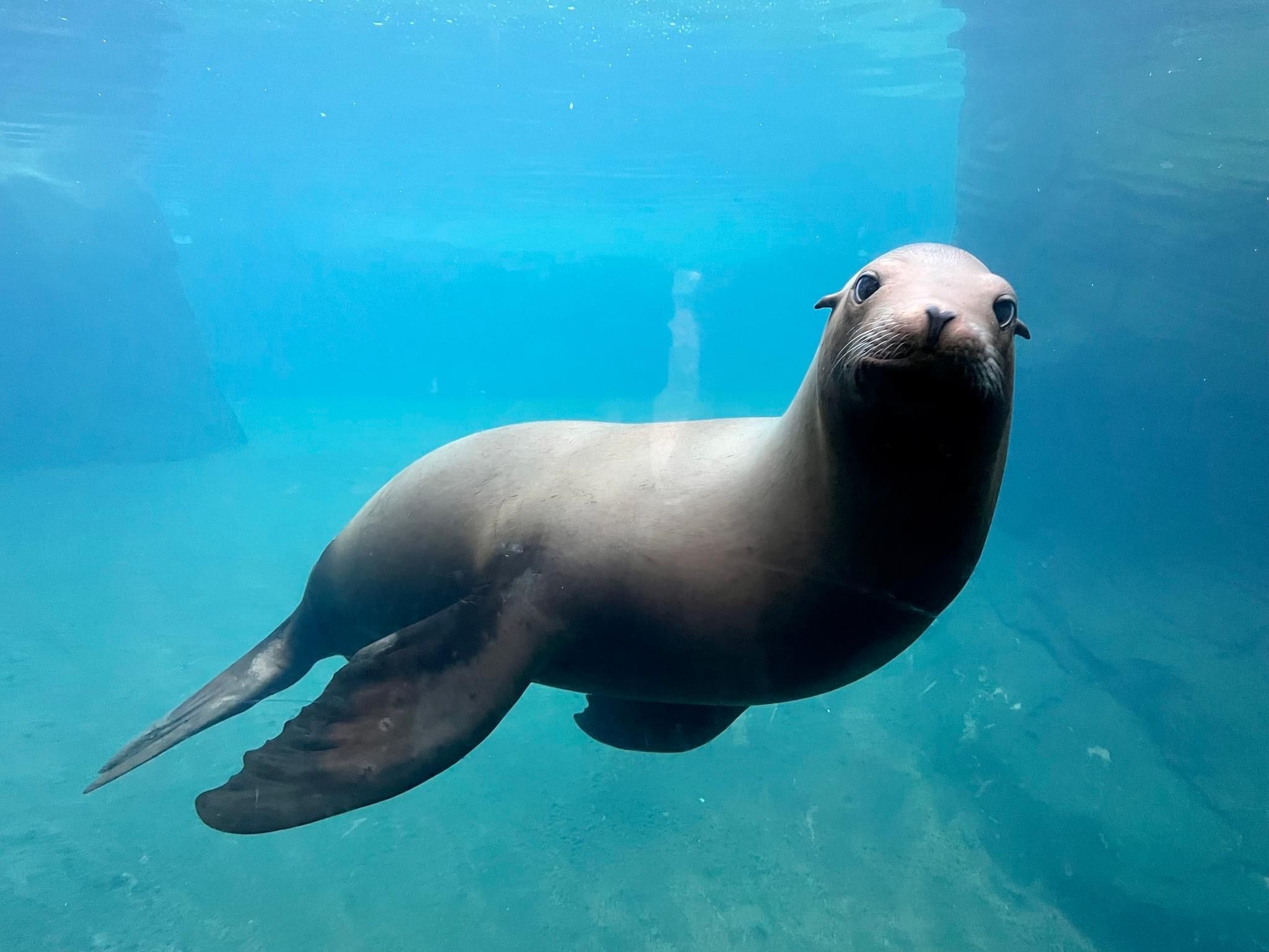 2048x1536 California Sea Lion