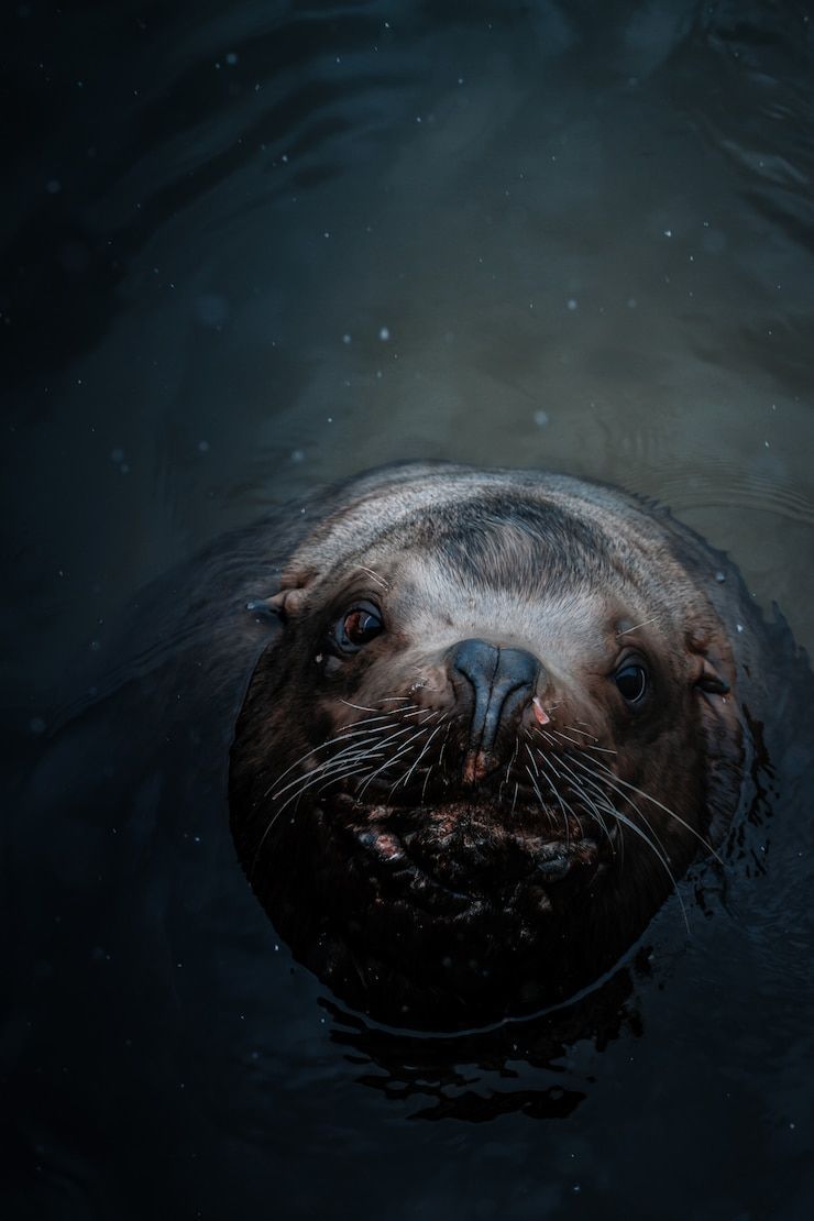 740x1110 Sea Lion Face Image