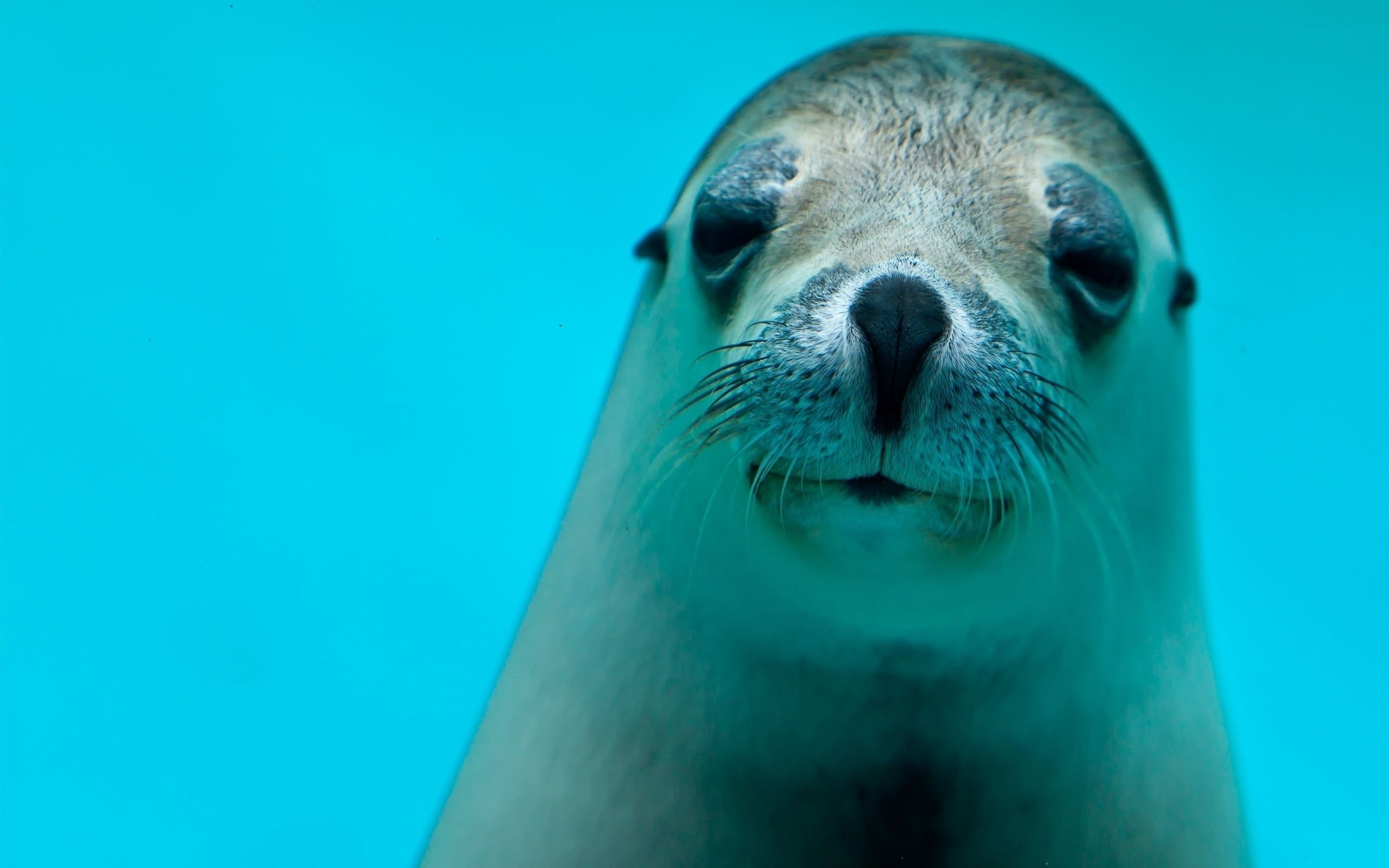 2560x1600 Sea lion HD wallpaper