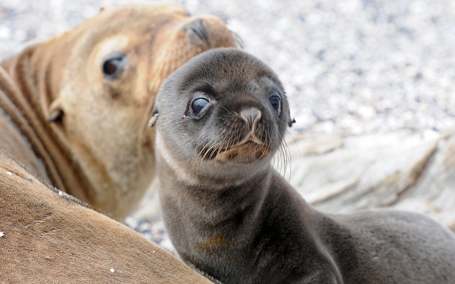 1920x1200 Baby Sea Lions in Galapagos Islands