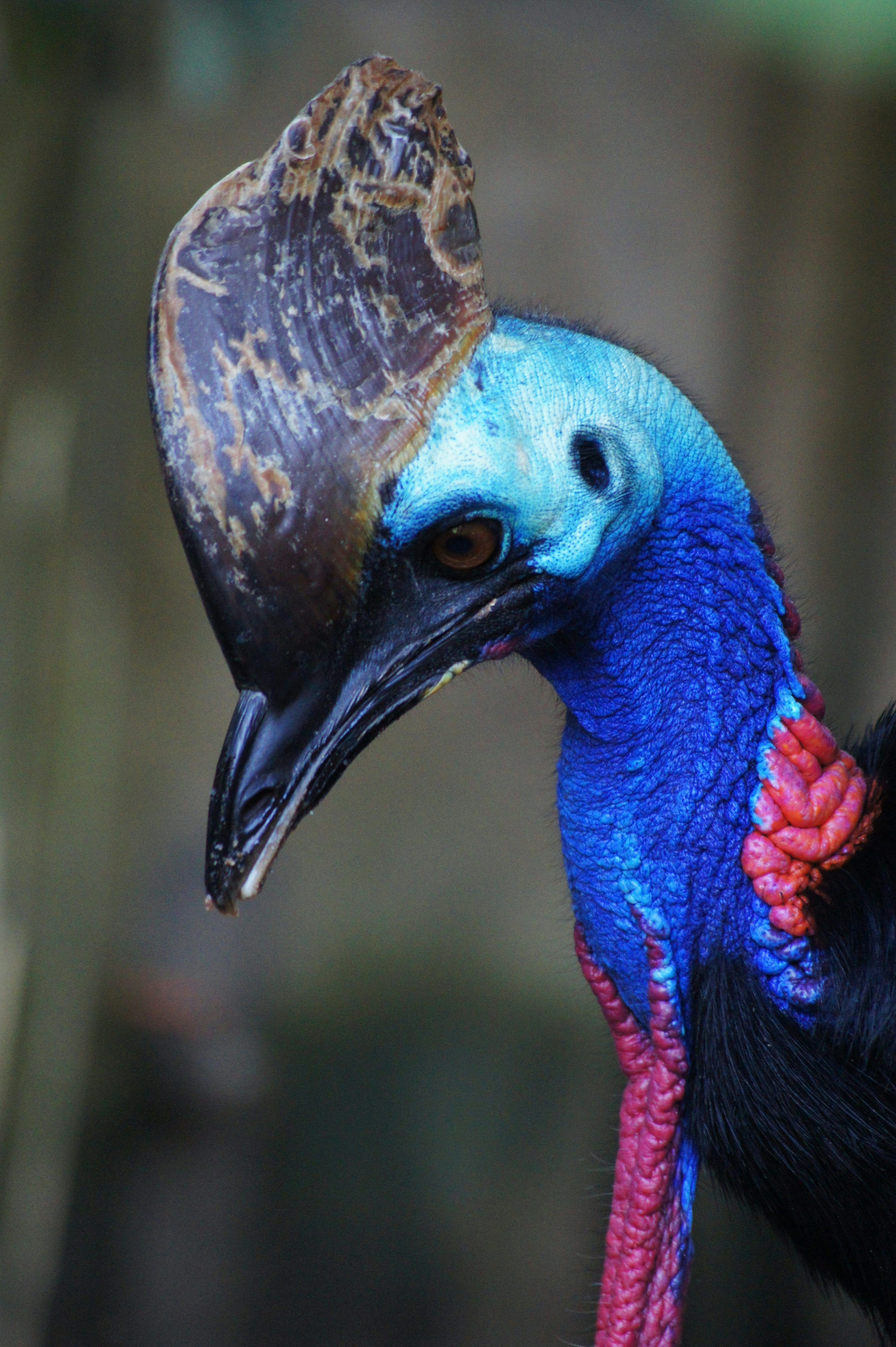3000x4508 Cassowary Picture. Download