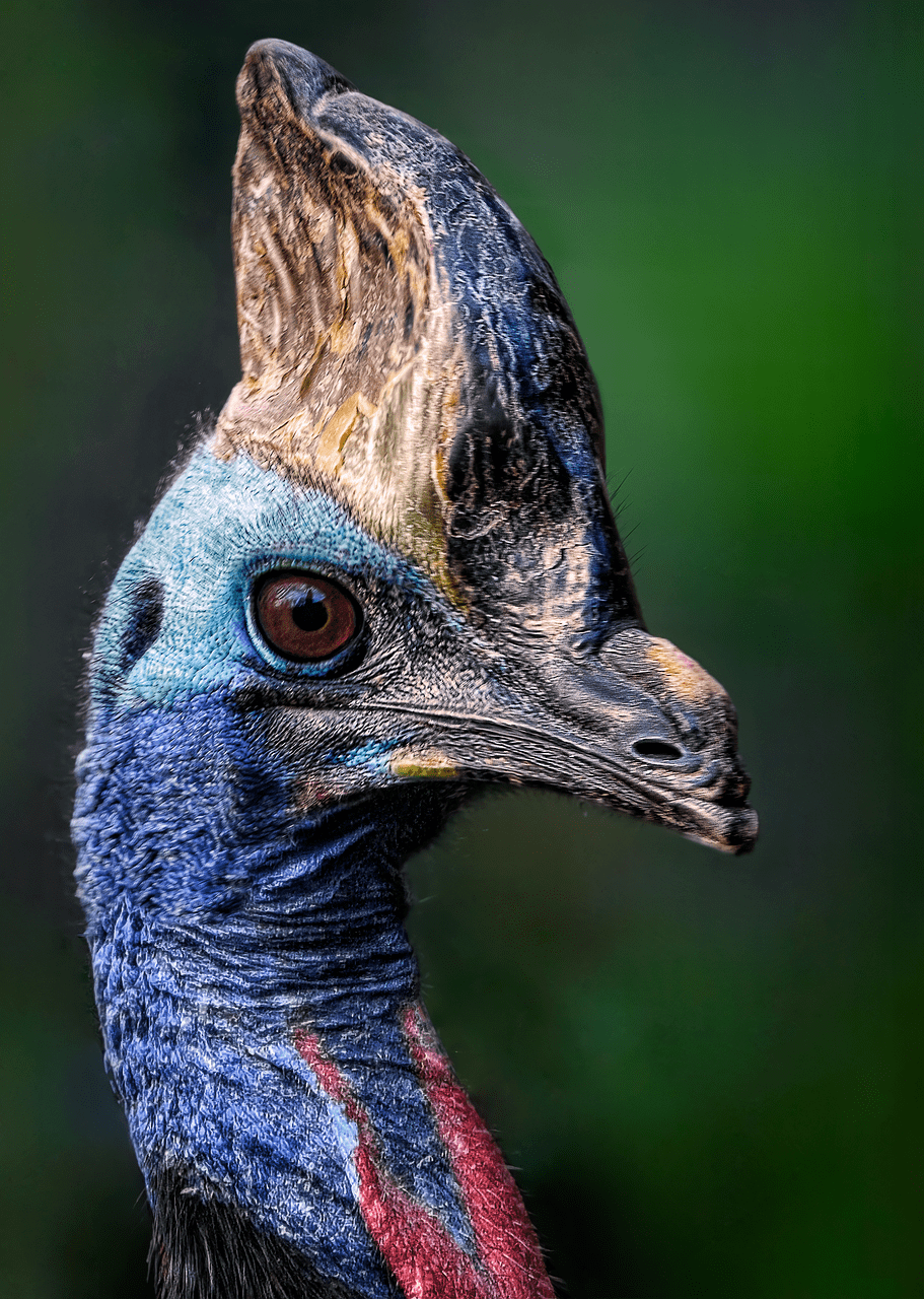 911x1280 Southern Cassowary & Cassowary Image