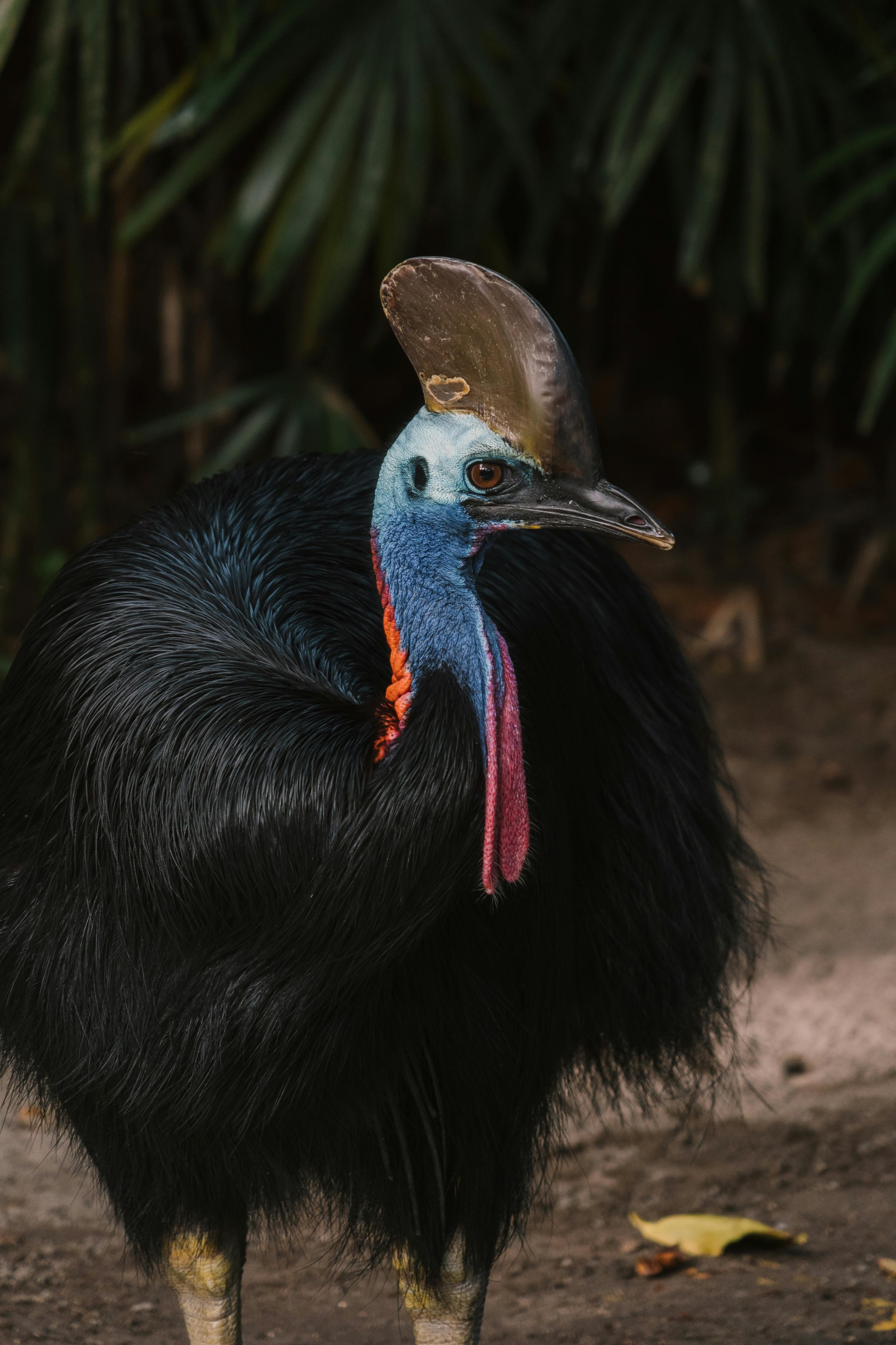 3411x5117 Cassowary Photo, Download The BEST