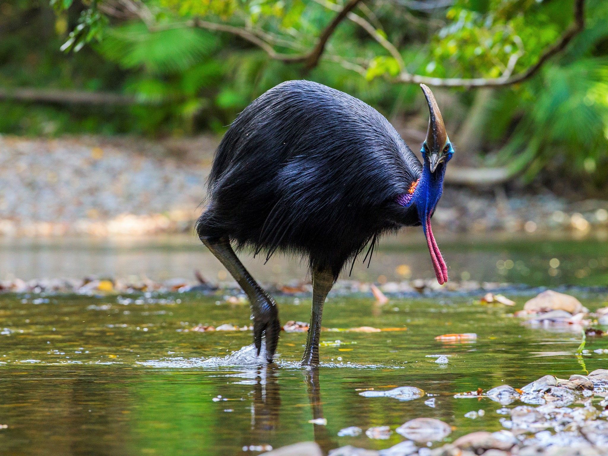 2048x1536 Download Bird Animal Cassowary HD Wallpaper