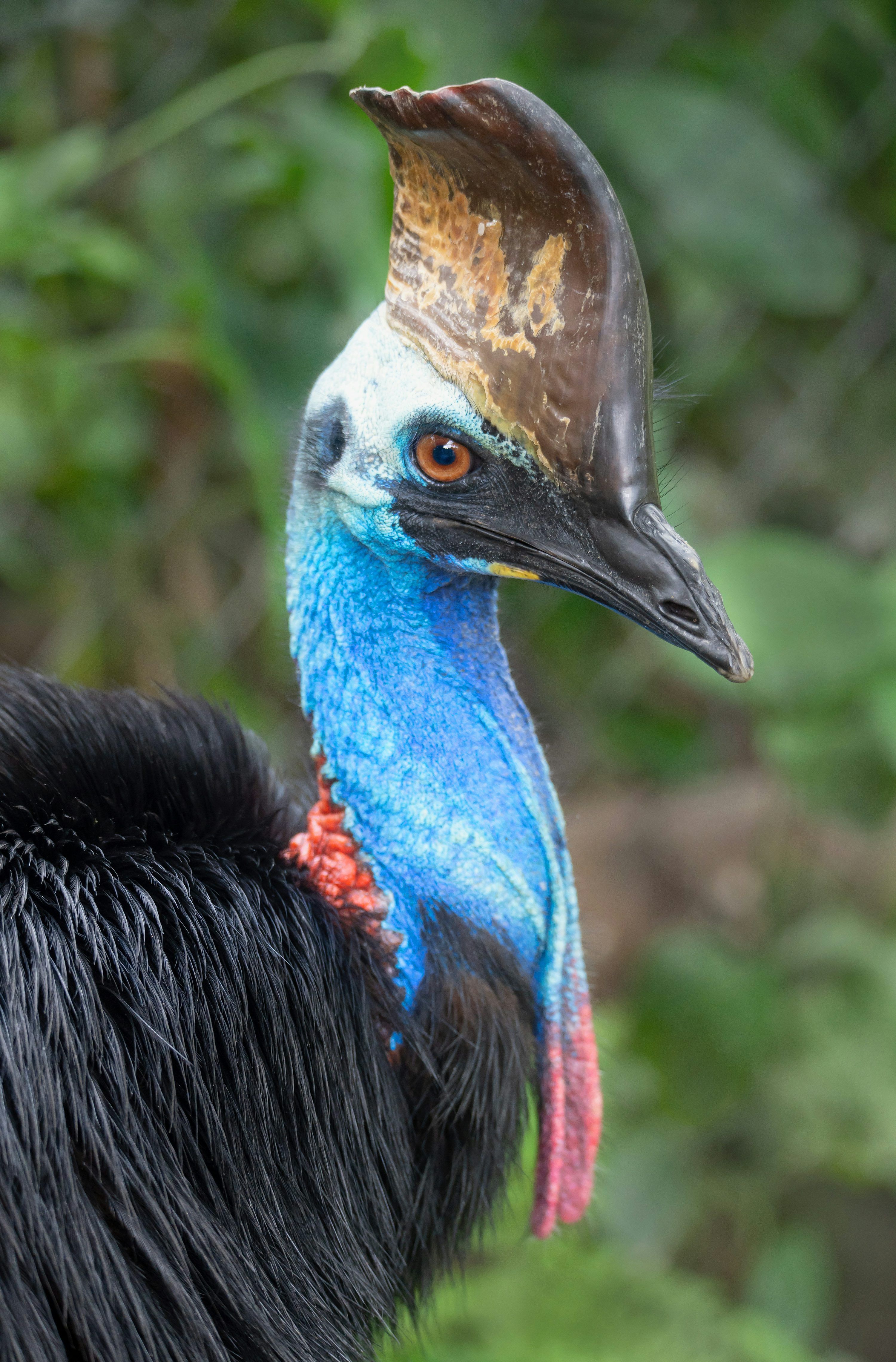 3000x4560 Cassowary Picture. Download