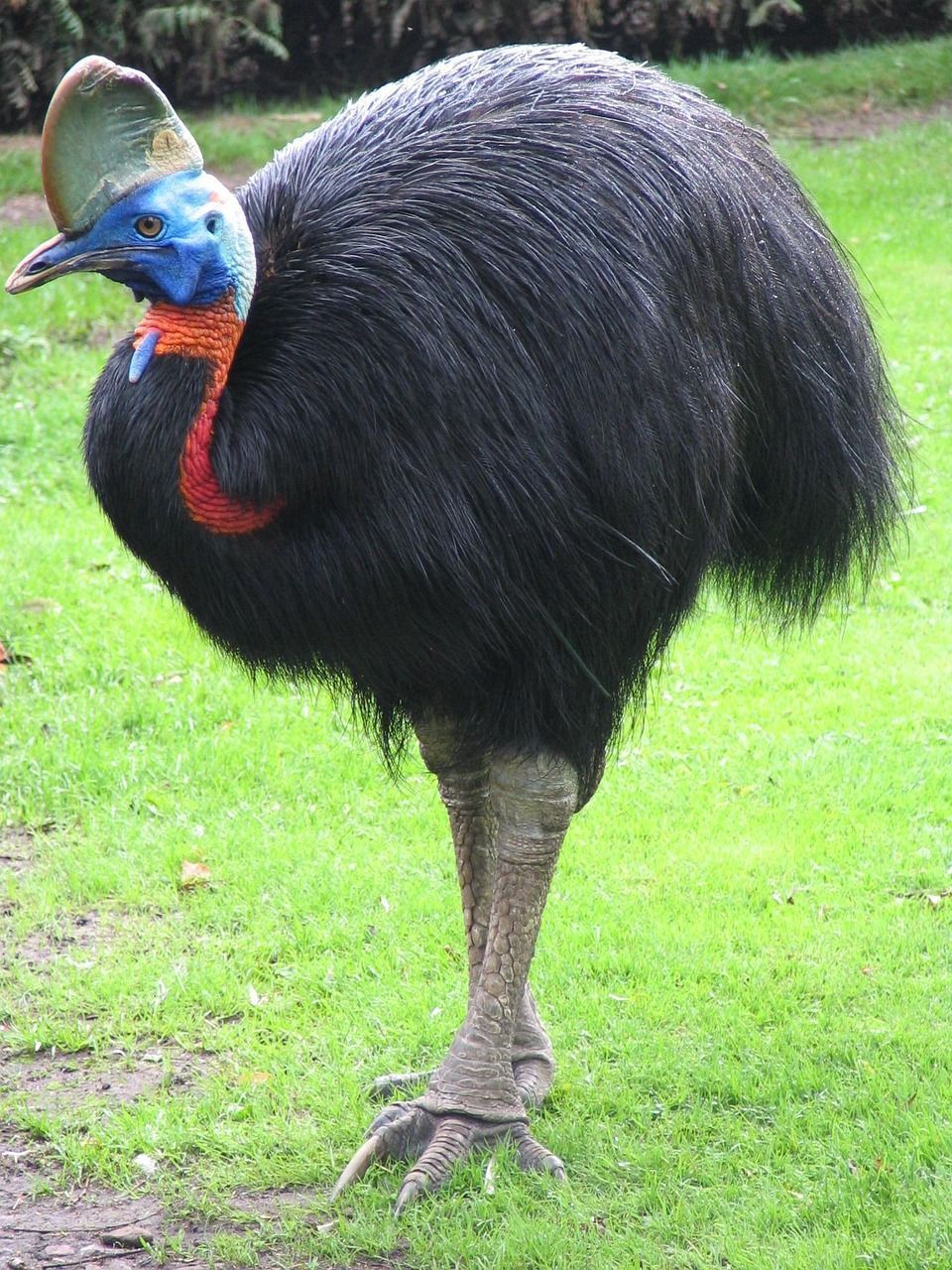 960x1280 Free Kazuar Hełmowy & Cassowary Image
