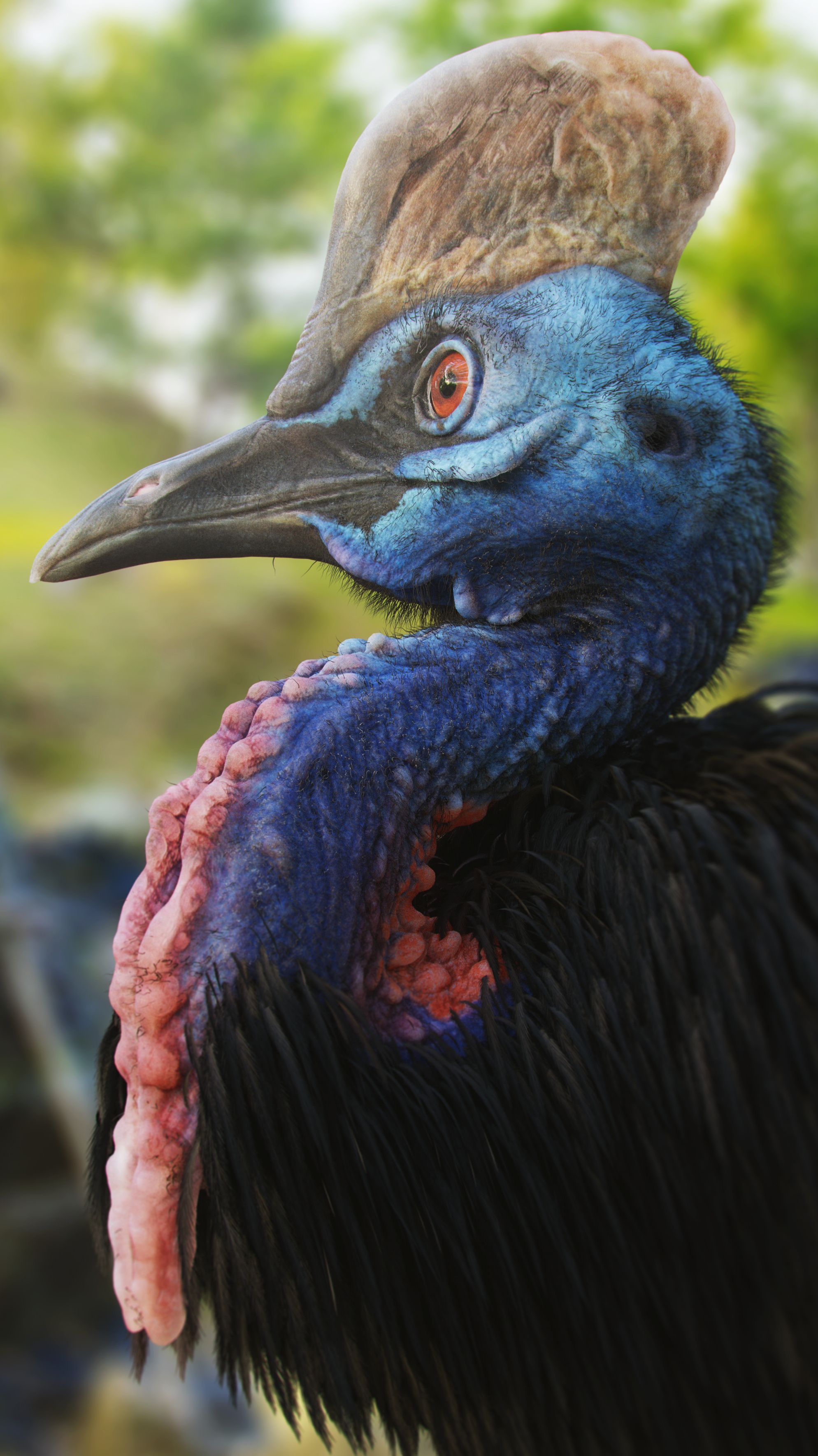1988x3535 Cassowary Wallpaper 39 image