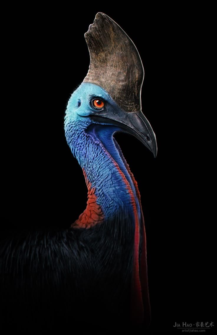 736x1137 The Cassowary, Hao