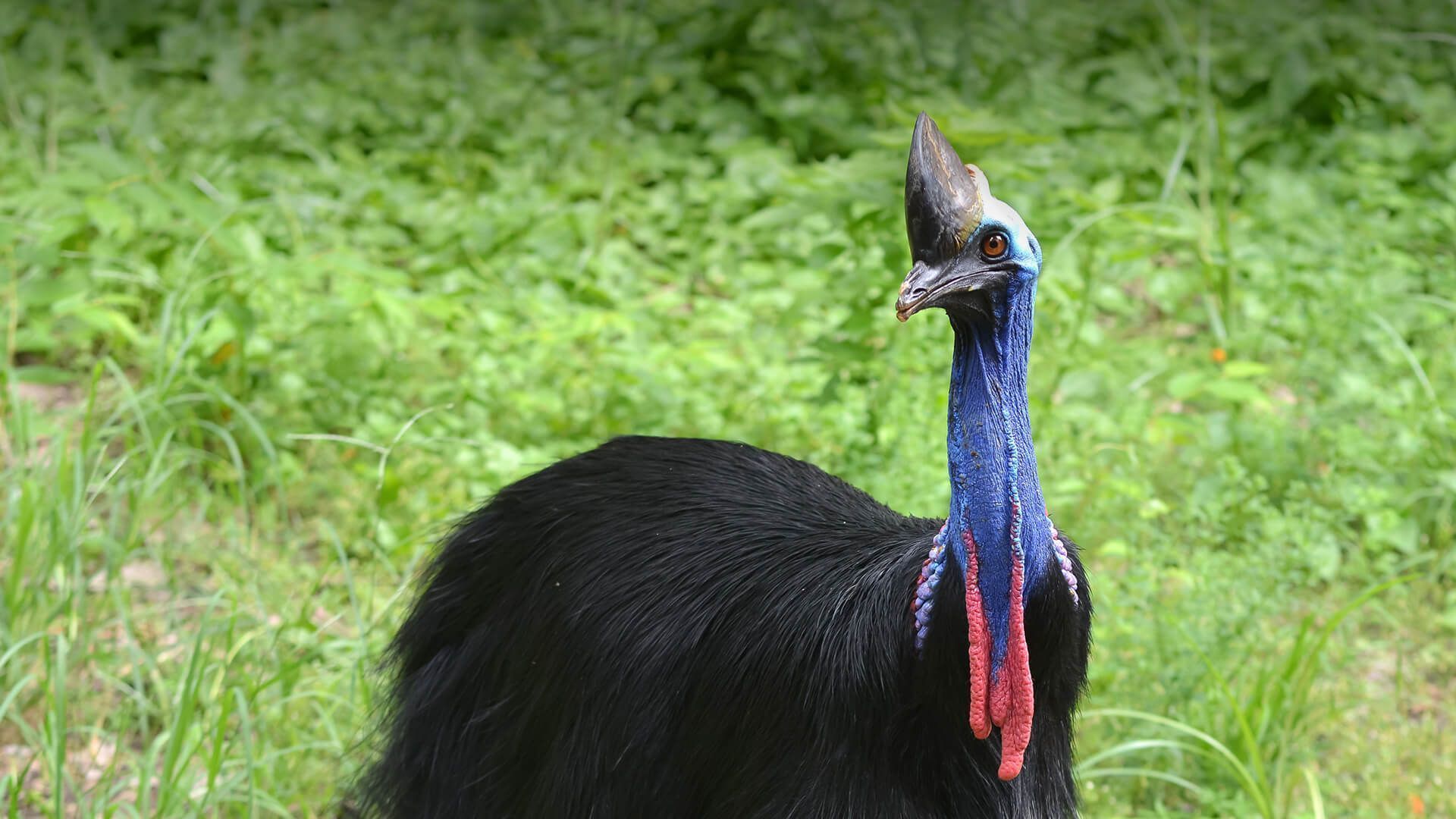 1920x1080 Cassowary. San Diego Zoo Animals & Plants