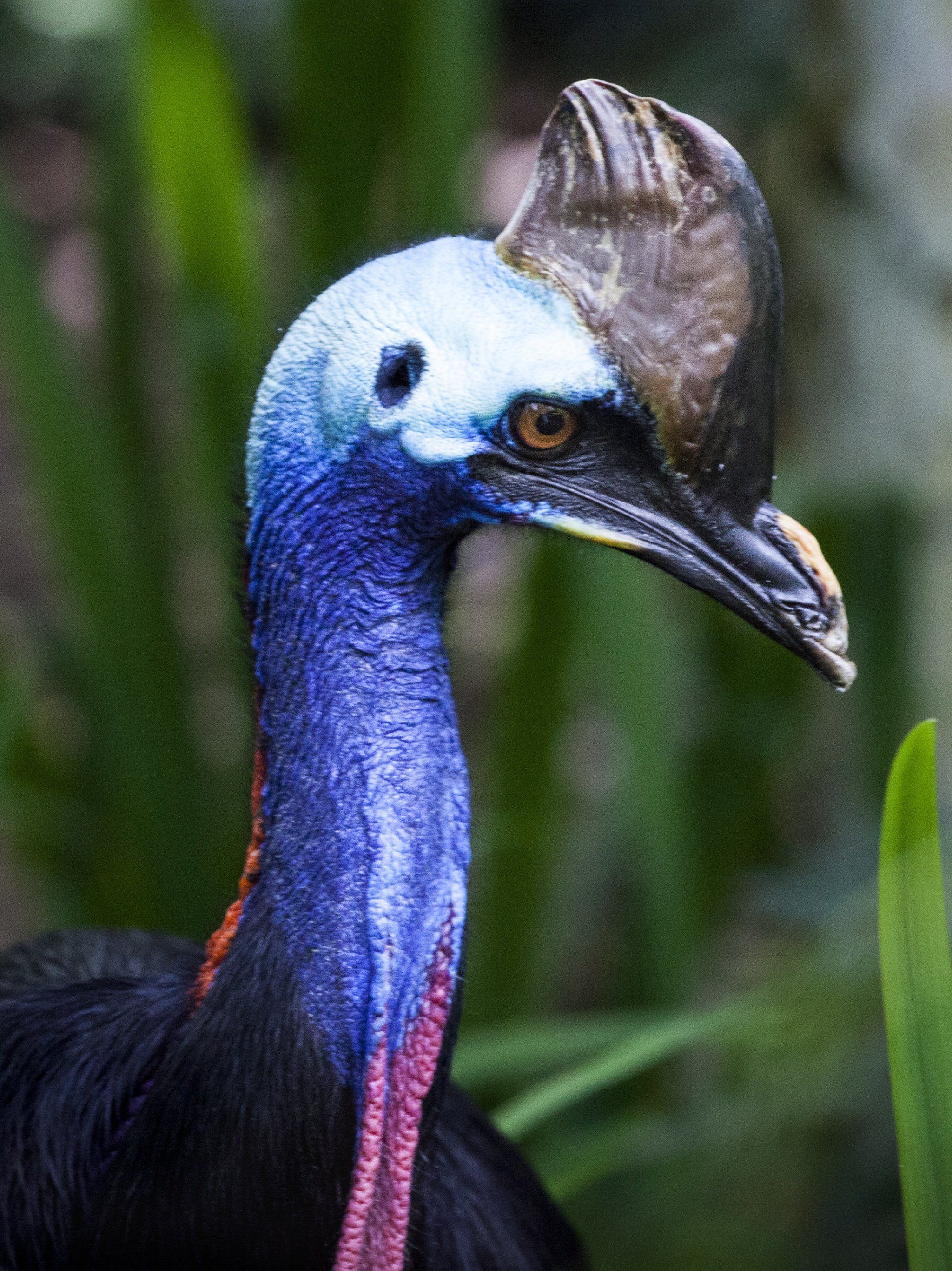 2048x2732 Cassowary Wallpaper, Android