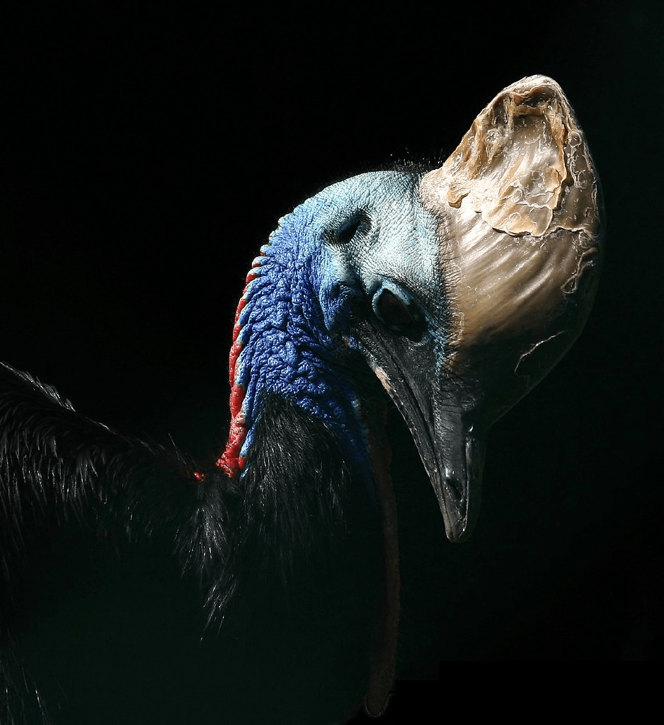 938x1024 Bird 141