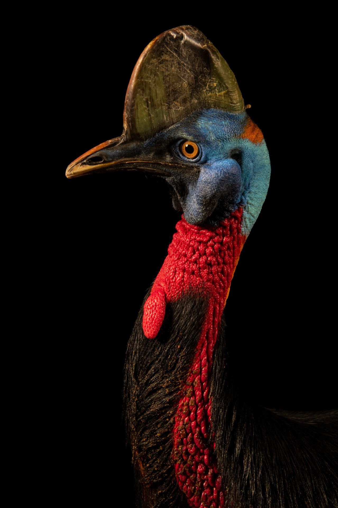1279x1920 Single Wattled Cassowary Casuarius