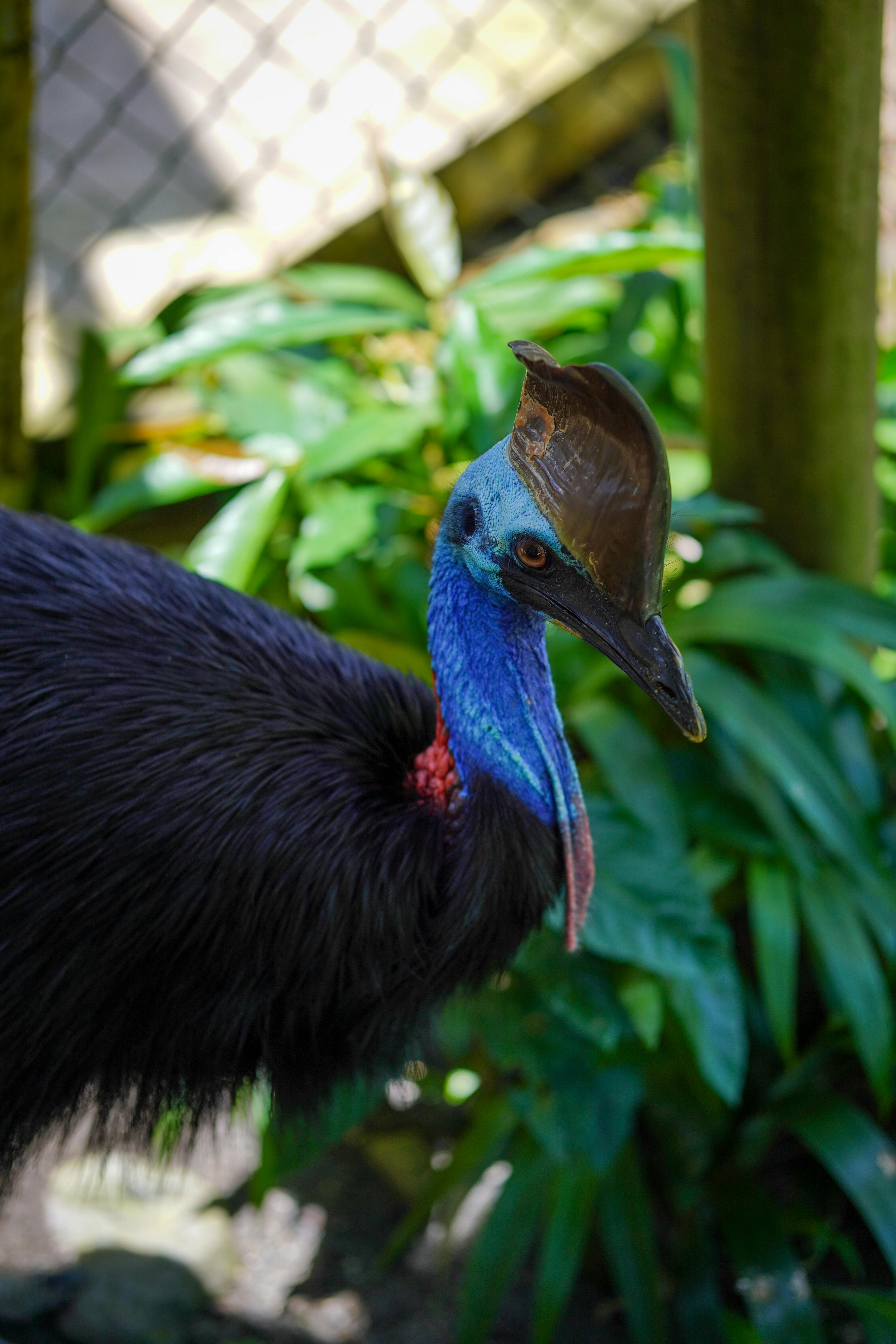 4000x6000 Cassowary Photo, Download The BEST