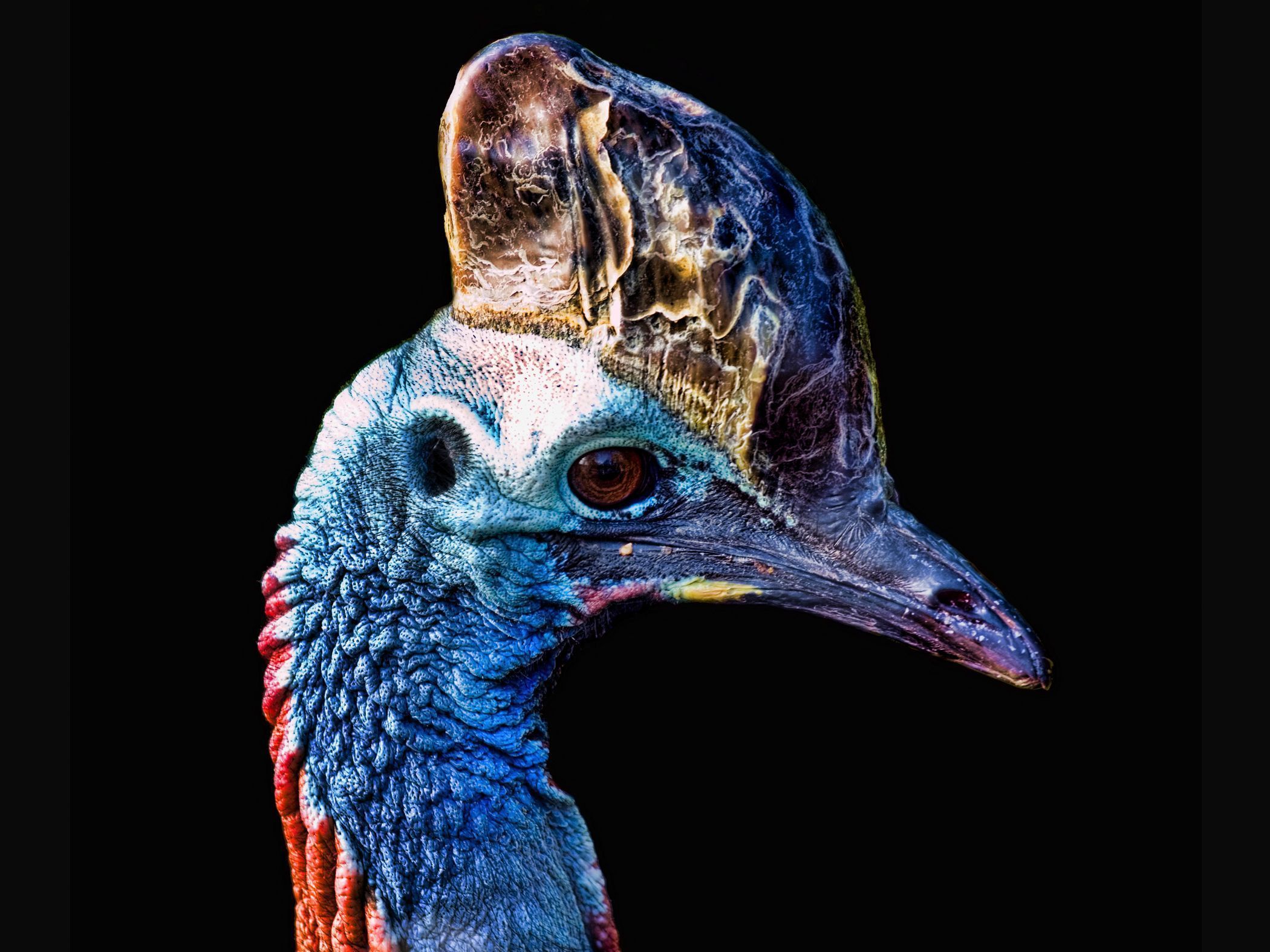 2100x1575 These giant birds could eviscerate you