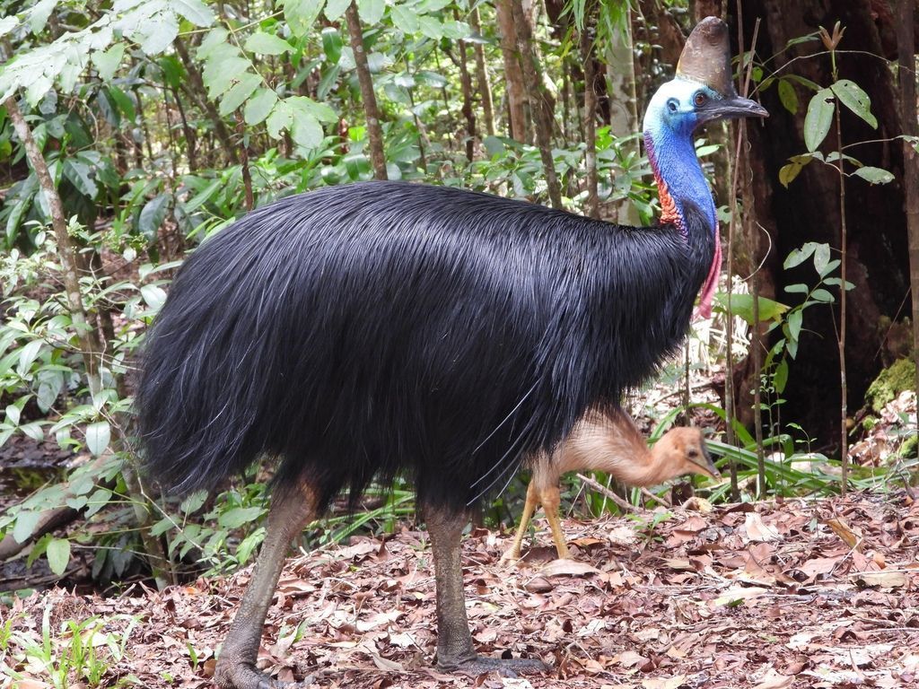 1024x768 Southern cassowary Casuarius casuarius