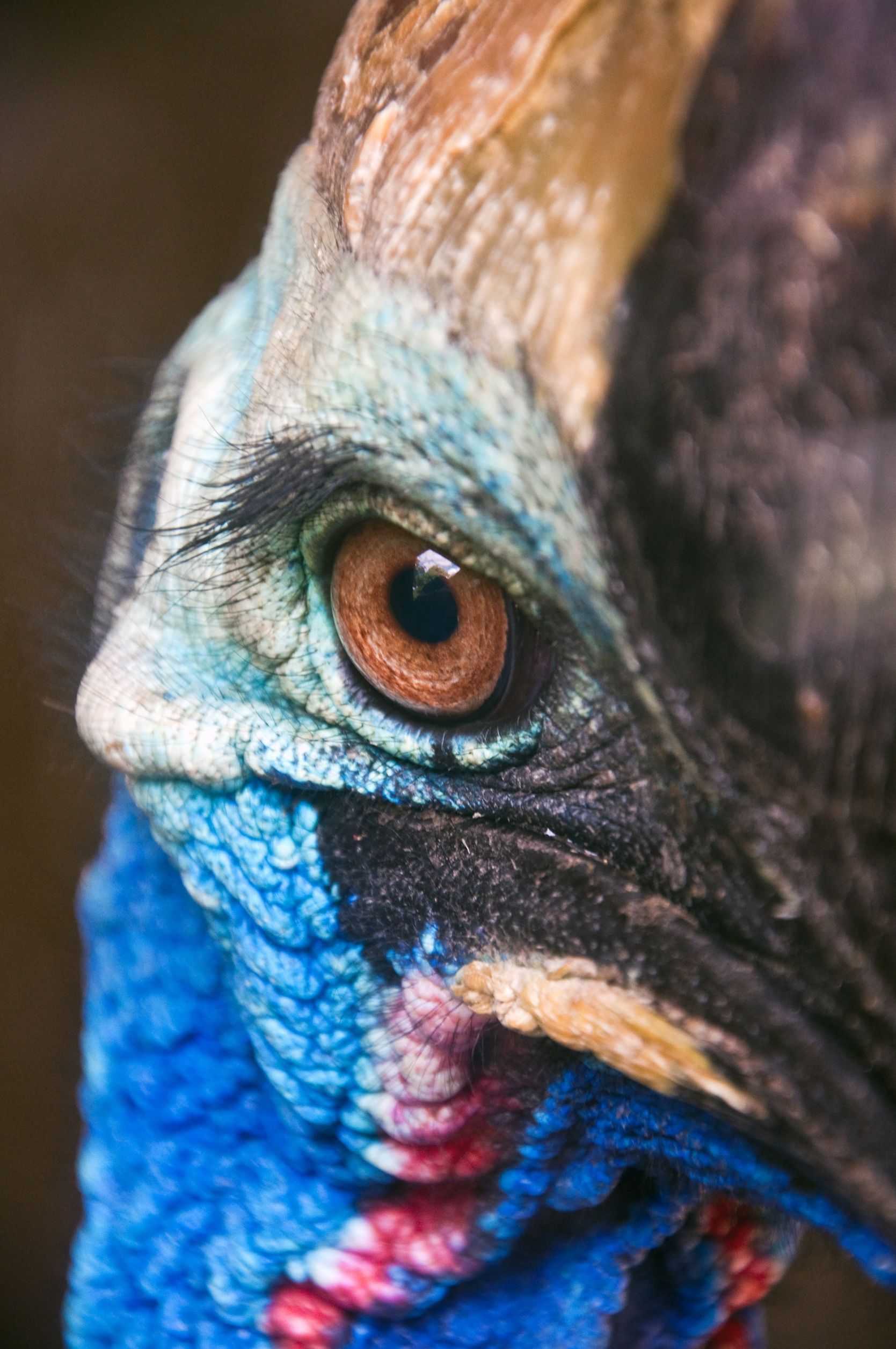 1669x2513 phone wallpaper for all Cassowary fans
