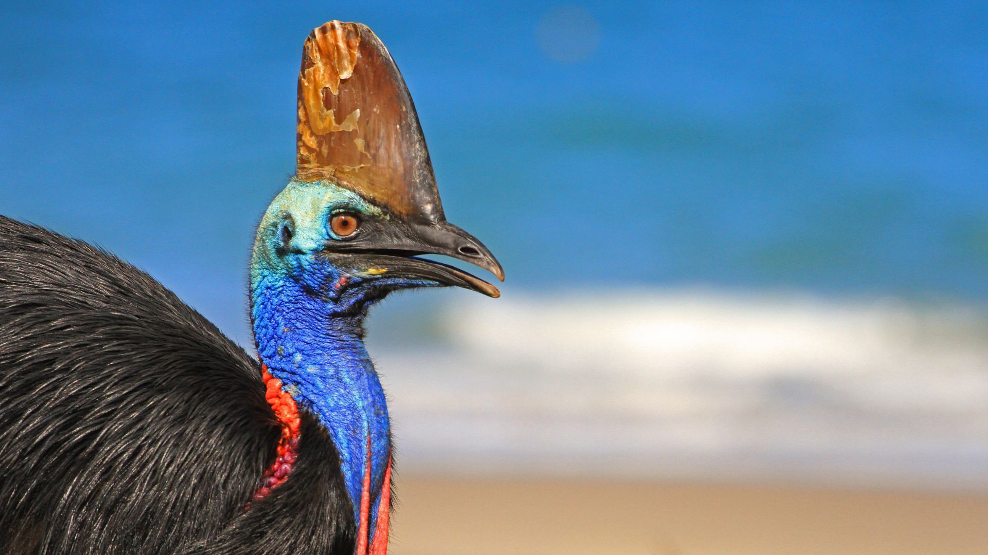 1920x1080 most dangerous bird can swim