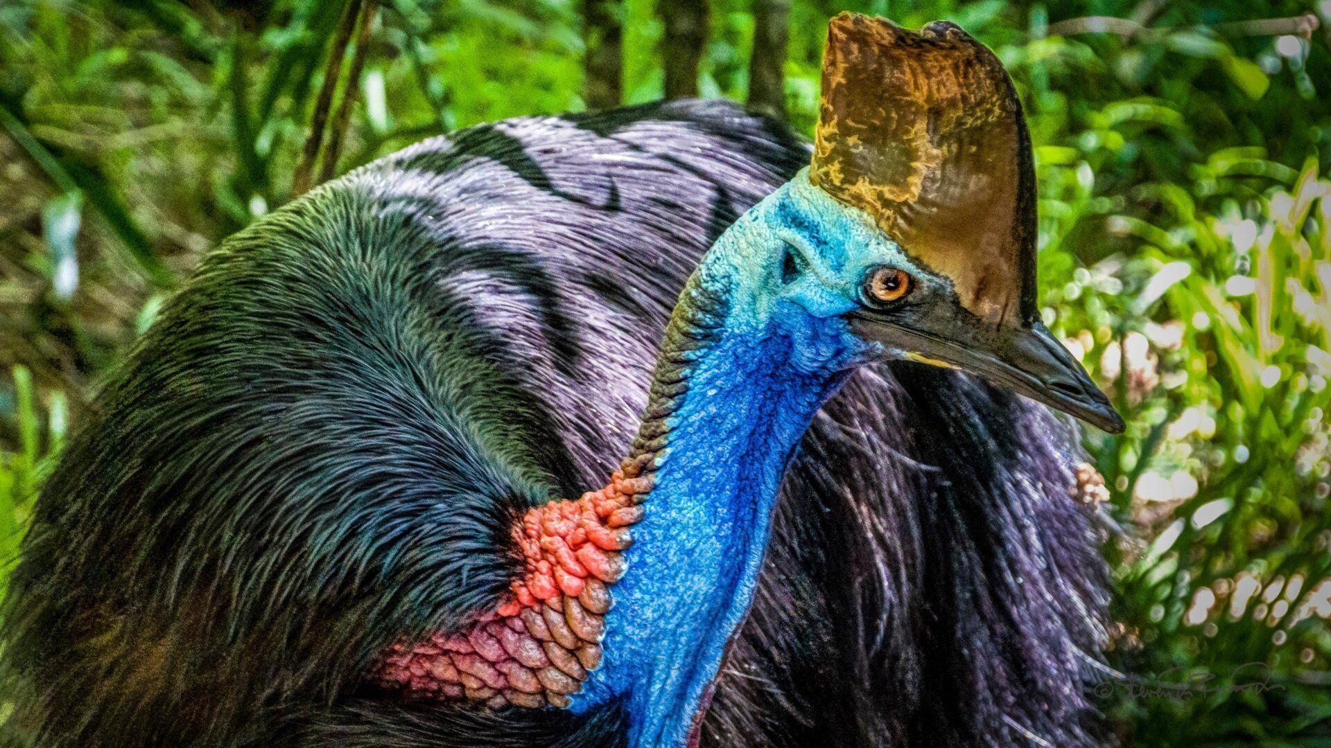 1920x1080 Giant Bird With Beautiful Eggs