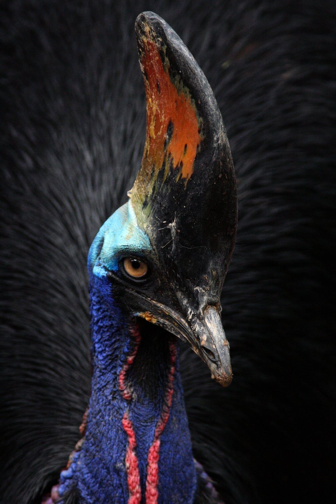 1180x1769 Dangerous cassowary takes 'wrong turn