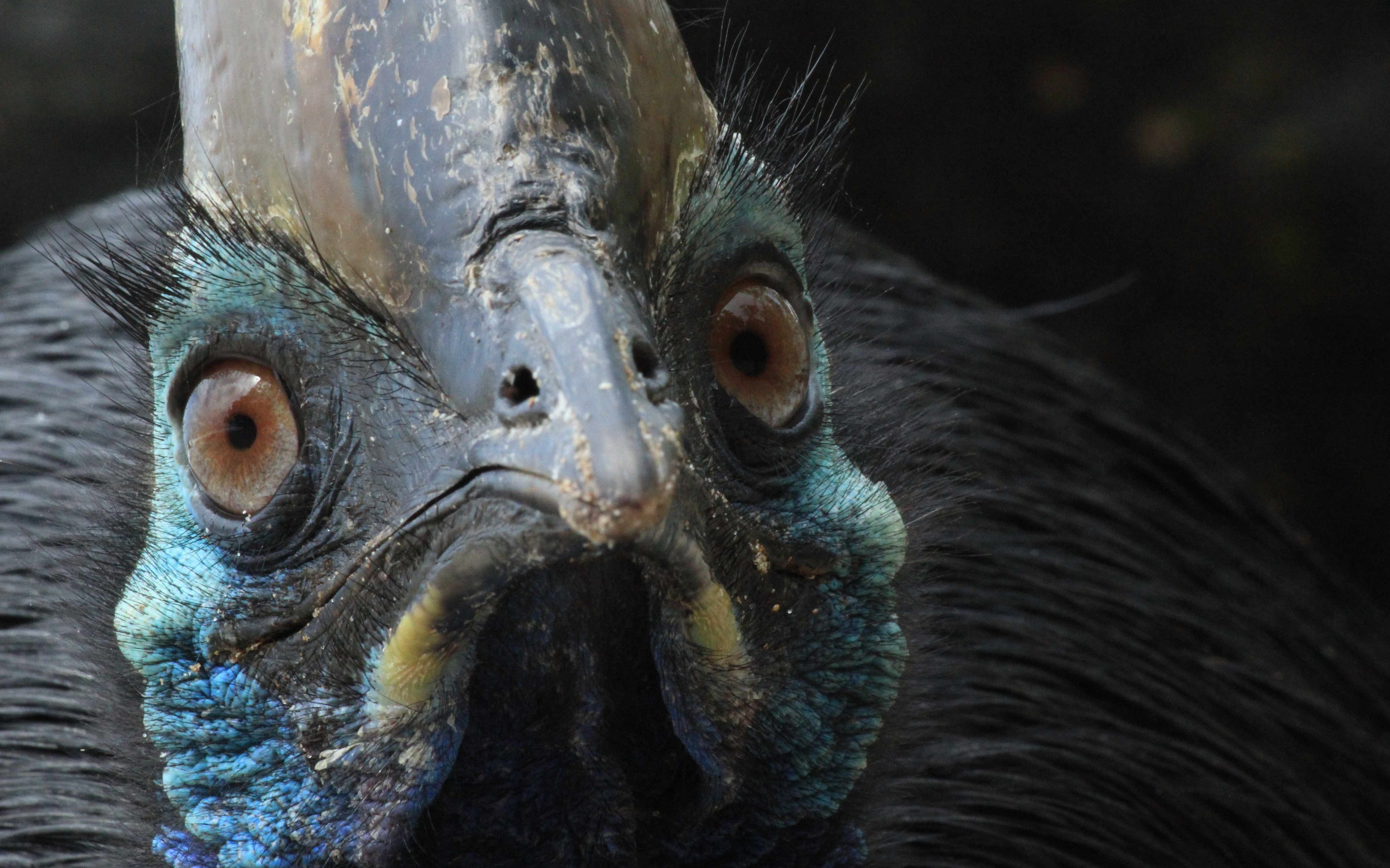 5200x3250 Animal Cassowary 4k Ultra HD Wallpaper