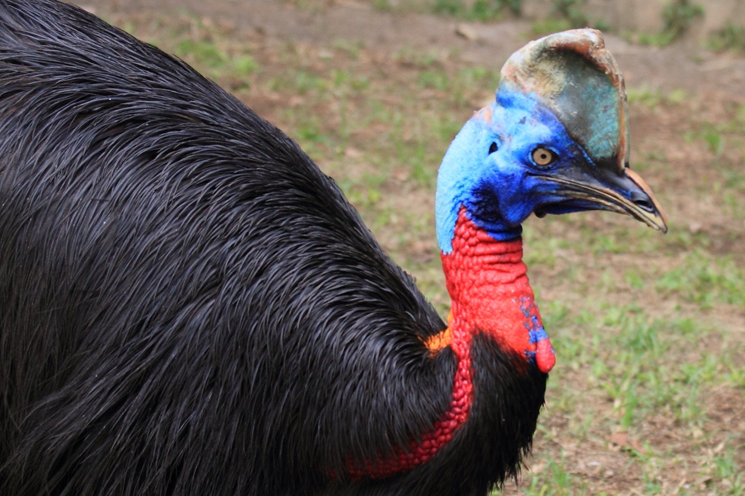2500x1666 Florida Man Killed by Giant Exotic Bird