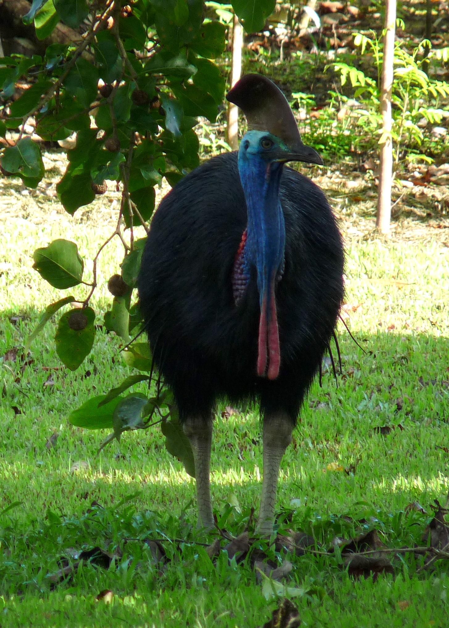 1455x2035 Murder bird ( cassowary ) : r