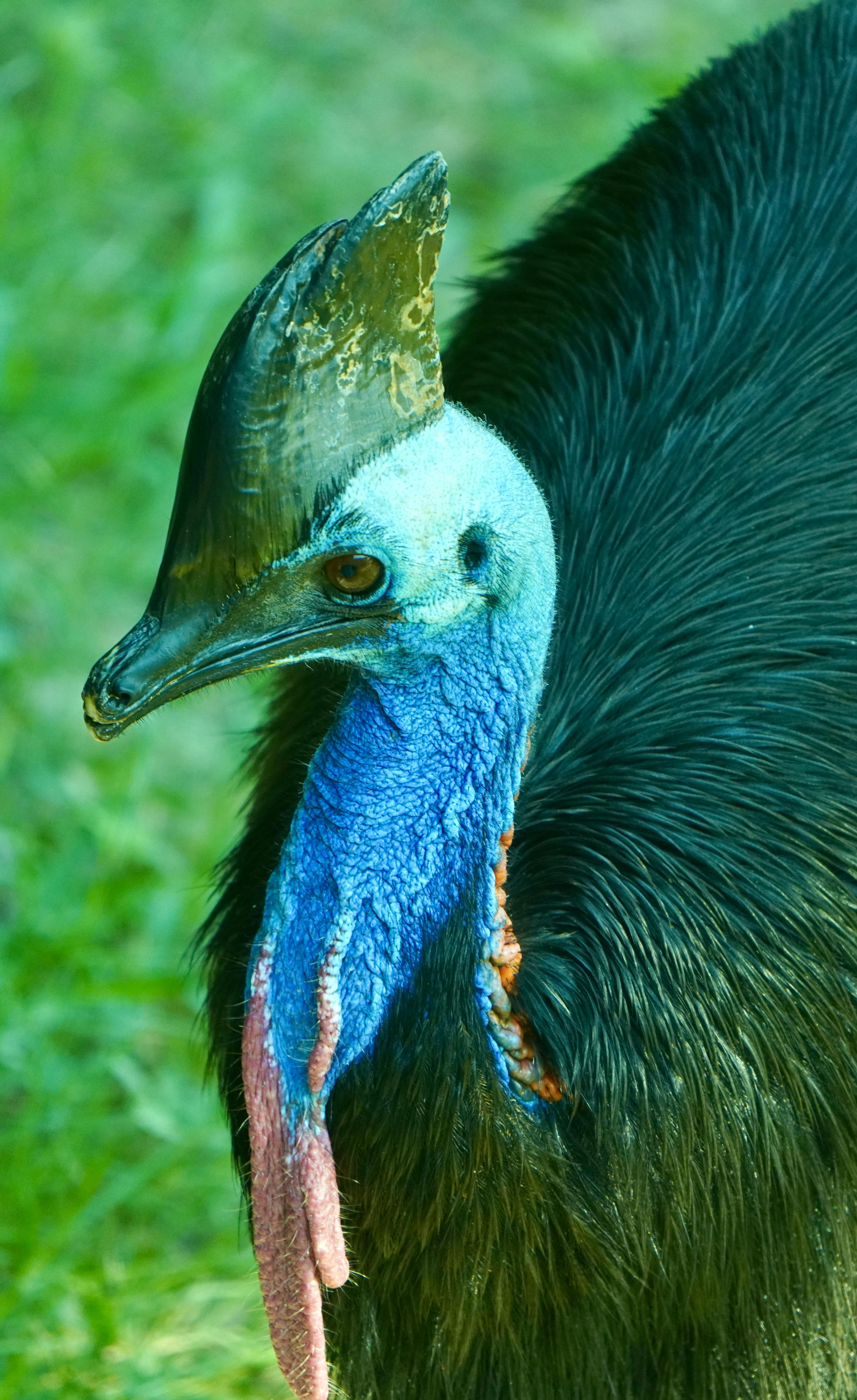 3876x6336 Southern Cassowary · Free