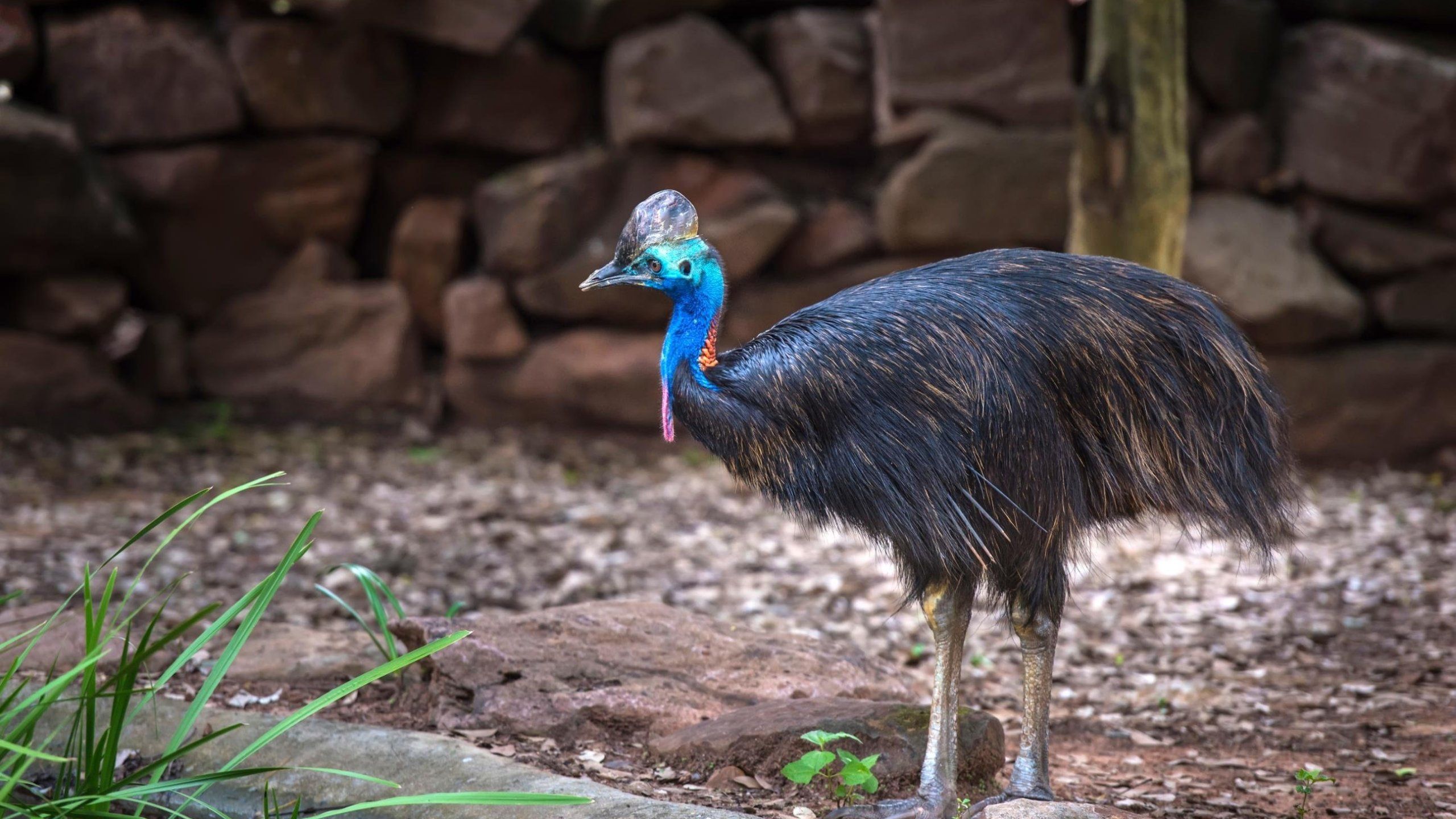 2560x1440 bird, attacks and kills Florida man