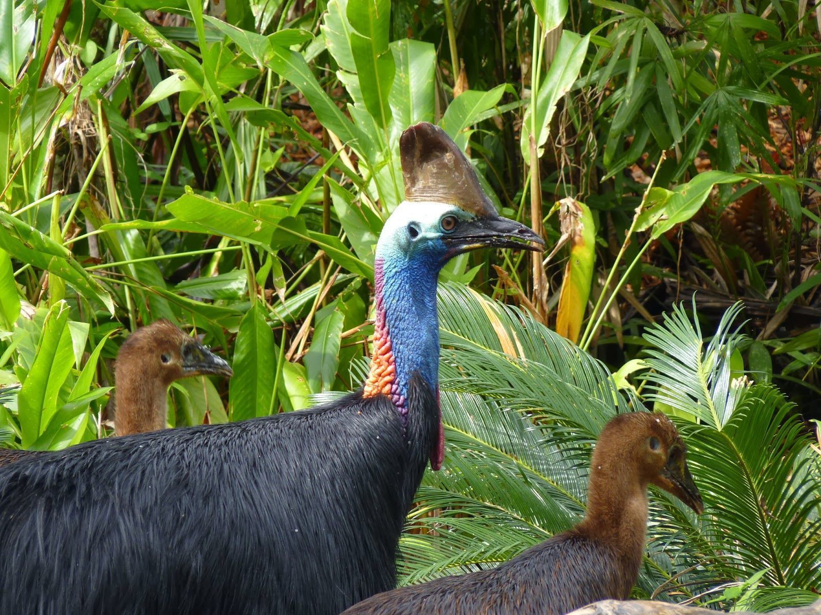 1600x1200 Cassowary
