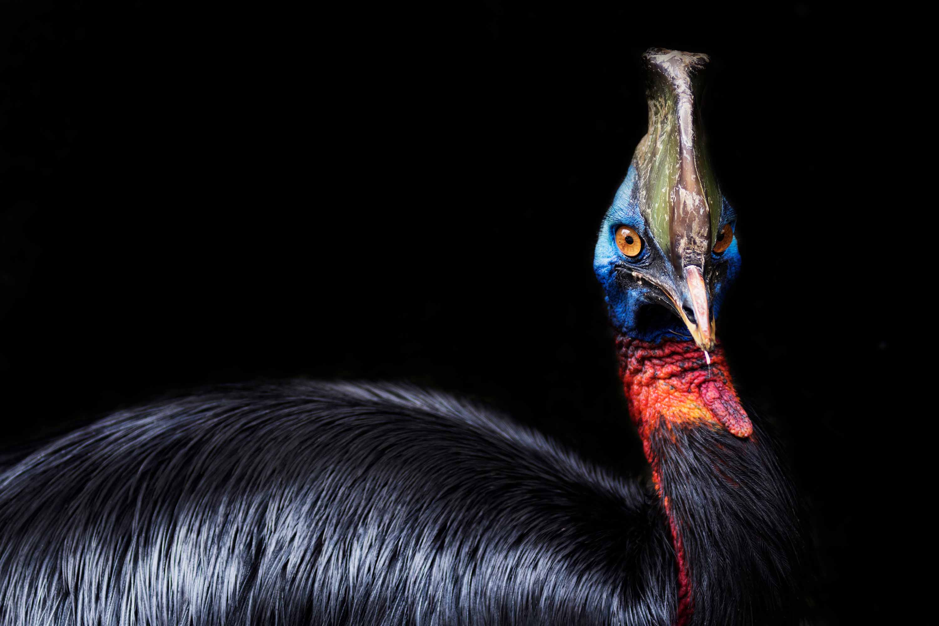 3000x2000 Cassowary: World's most dangerous bird