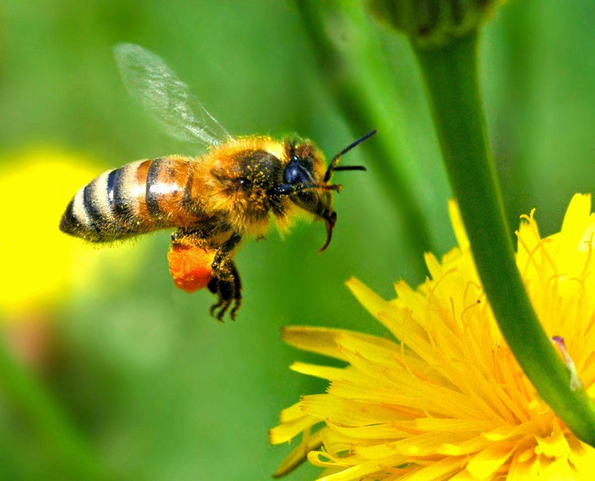 1200x970 Free download free wallpaper desktop wallpaper honey bee