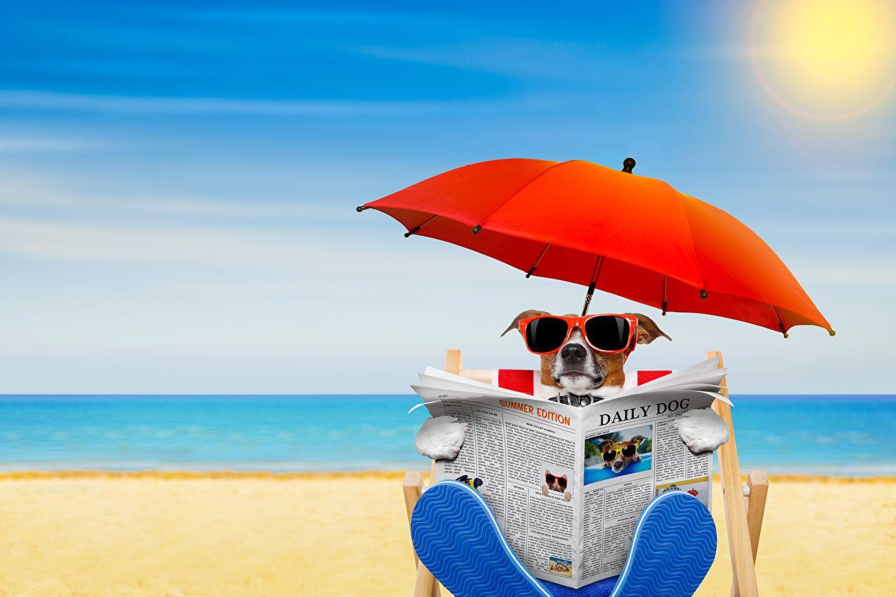 1280x853 Desktop Wallpaper Jack Russell terrier dog newspapers Beach parasol