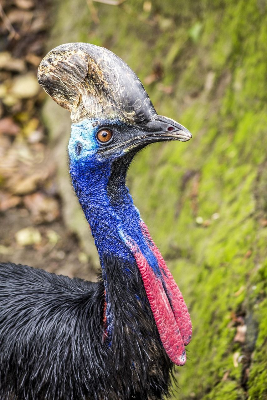 853x1280 Cassowary Bird Big