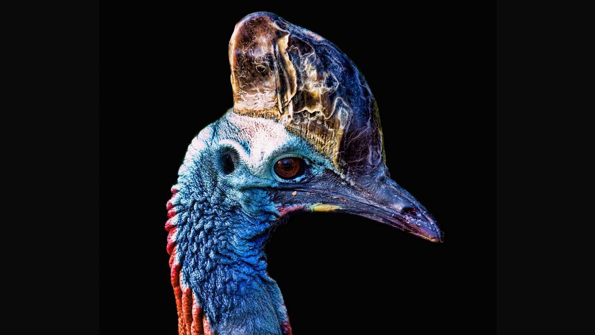 1200x675 These giant birds could eviscerate you