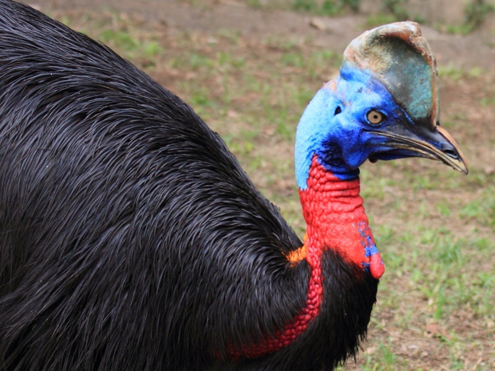 1600x1200 Florida Man Killed by Giant Exotic Bird