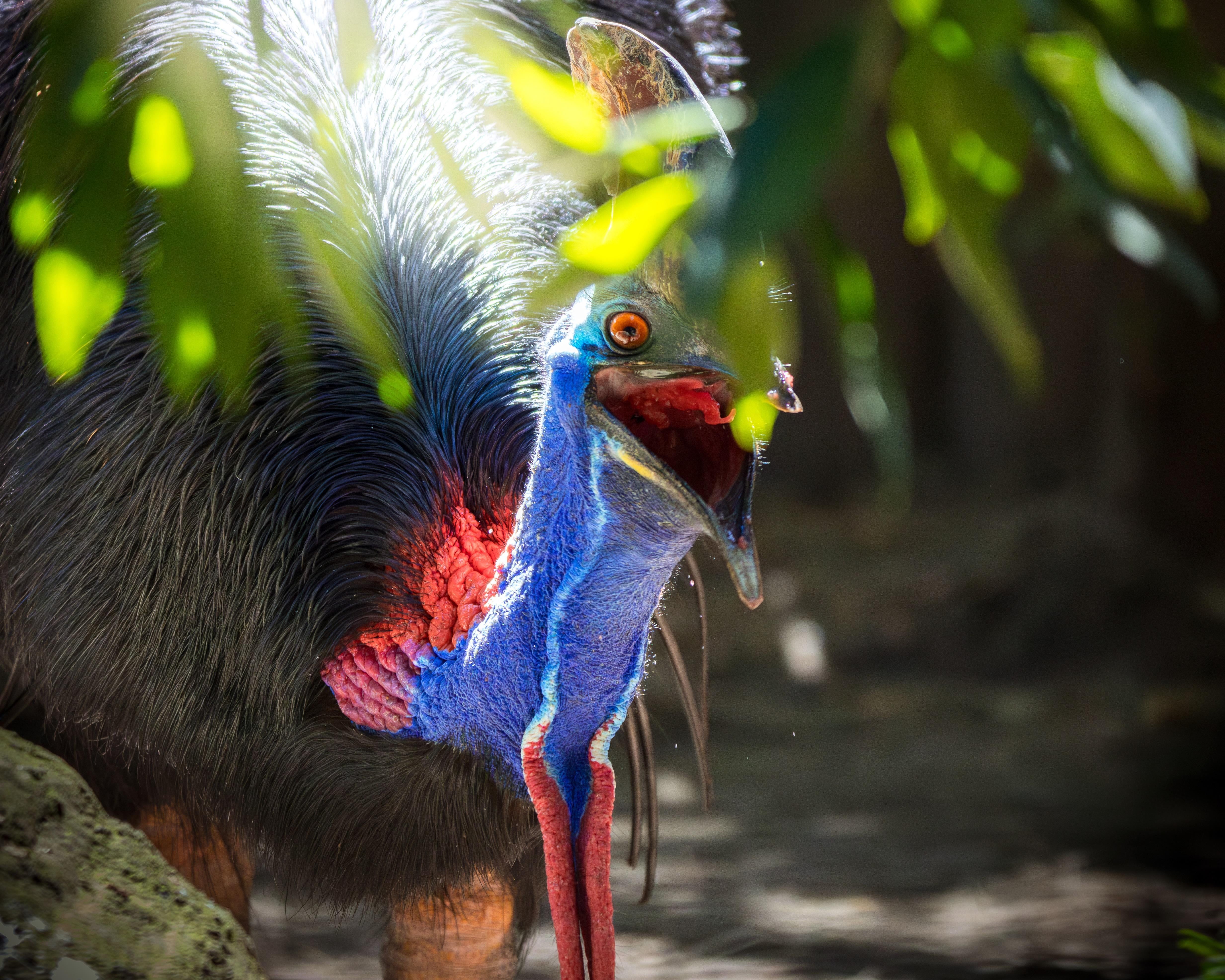 4930x3944 An angry cassowary I photographed