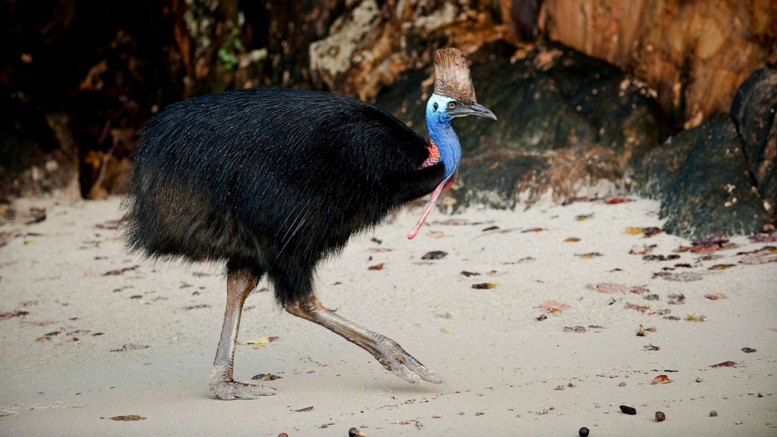 1600x900 World's most dangerous bird' kills 75