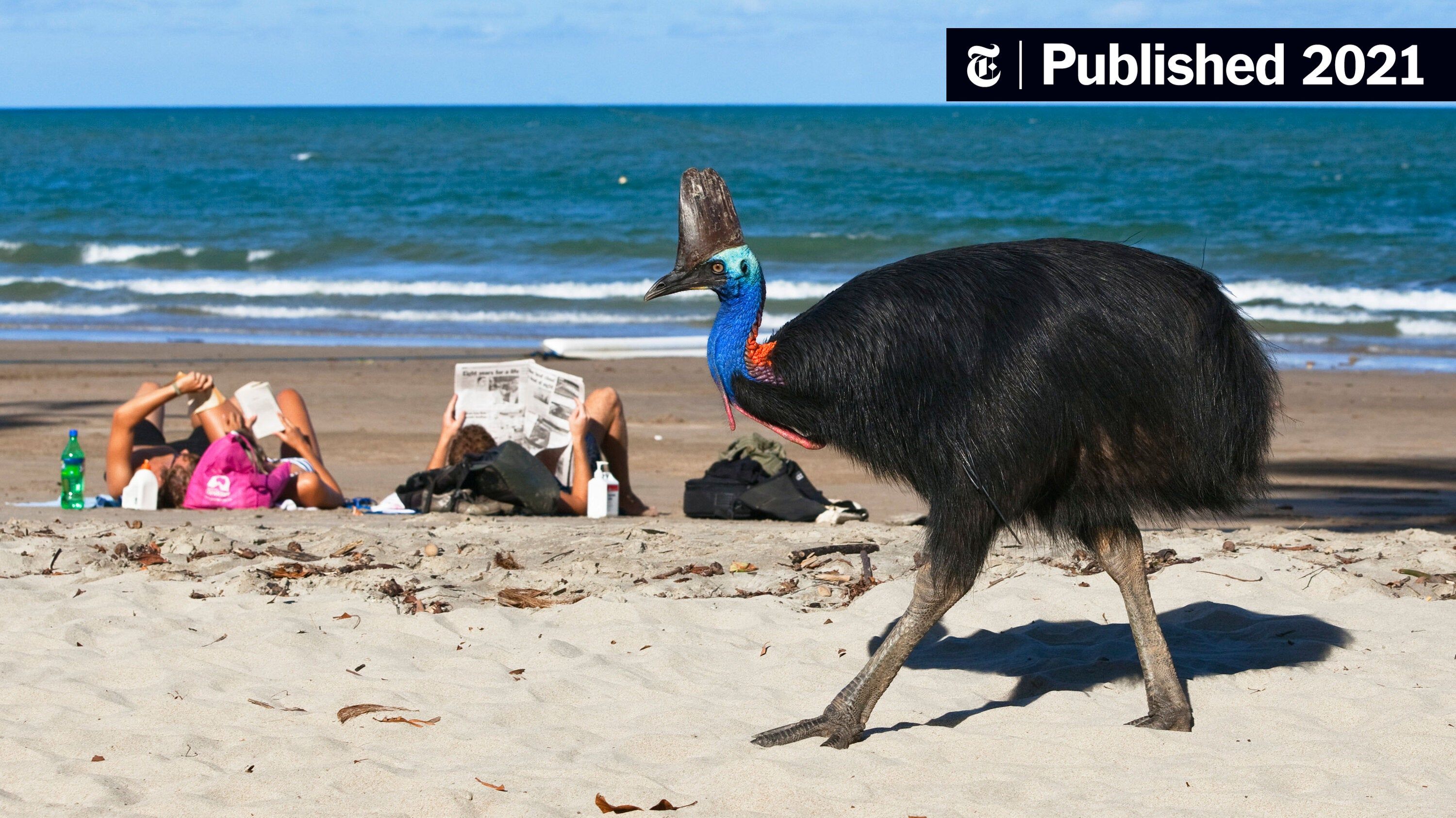 3000x1687 World's Most Dangerous Birds Were