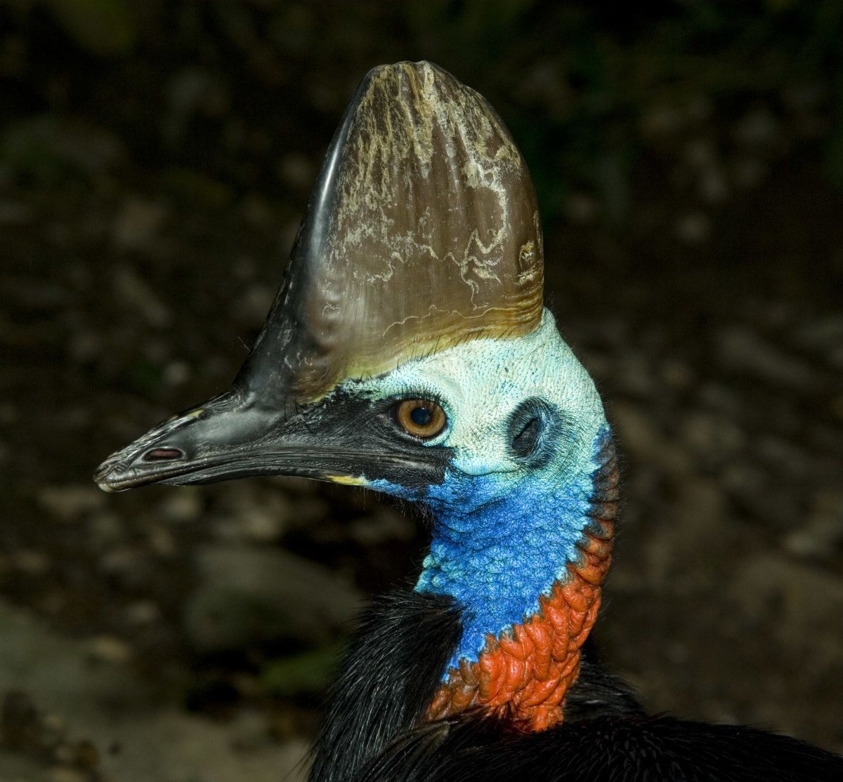 1200x1114 Curious Flightless Dangerous Bird