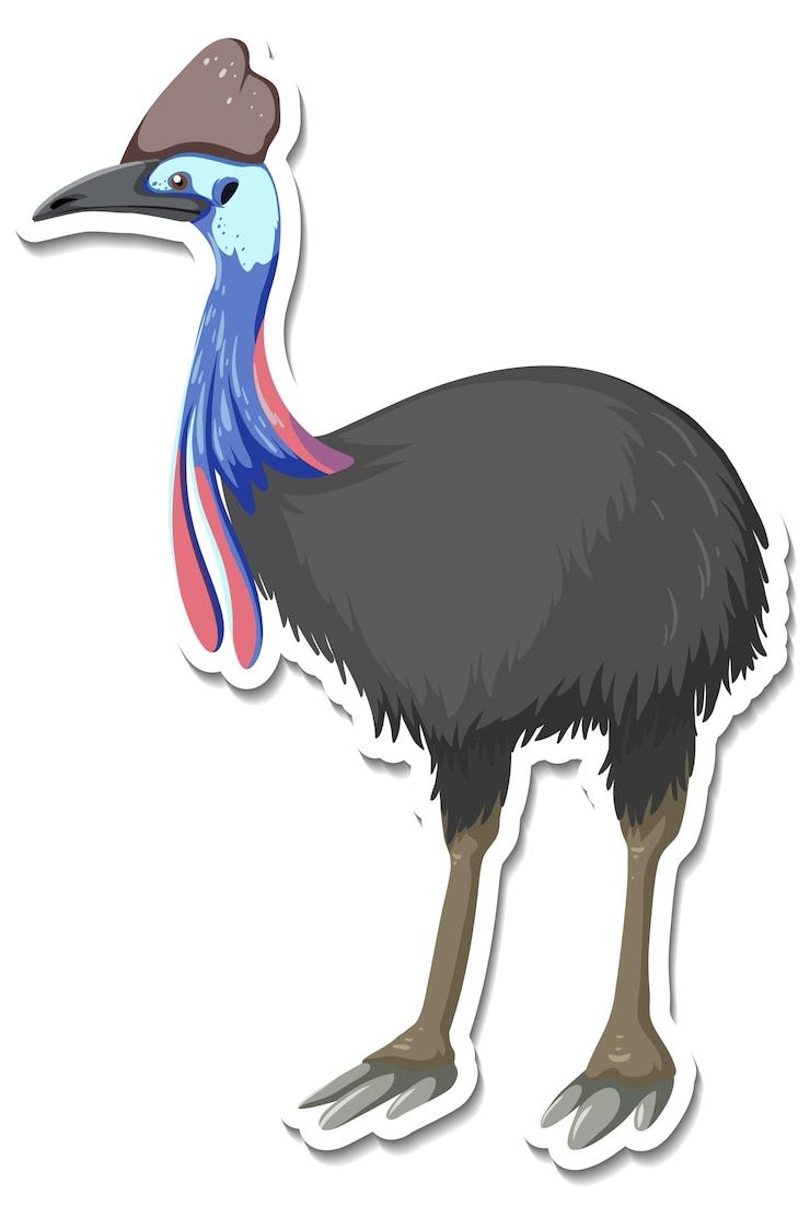 740x1102 Cassowary Image