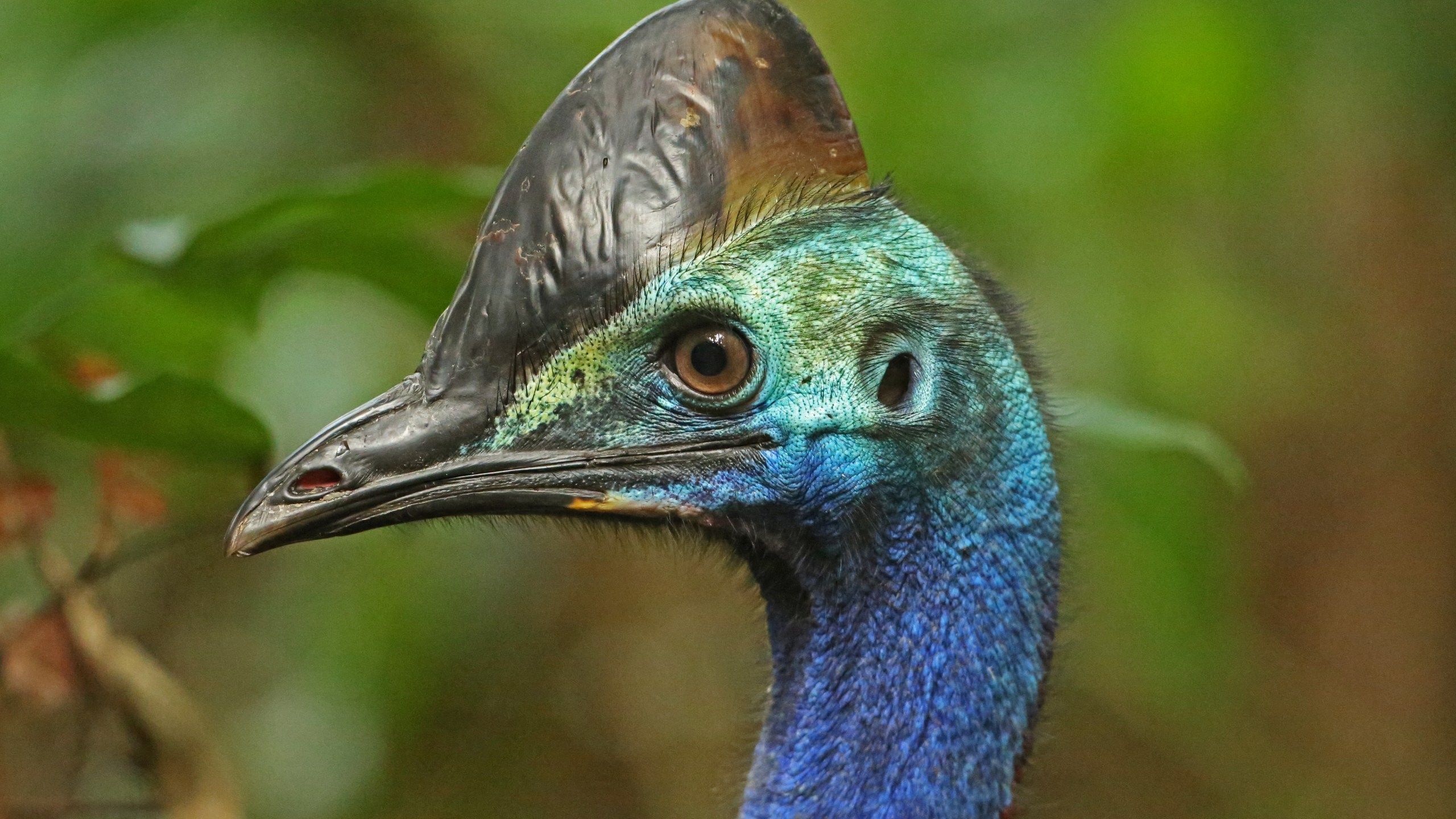 2560x1440 Large, Flightless Bird Attacks