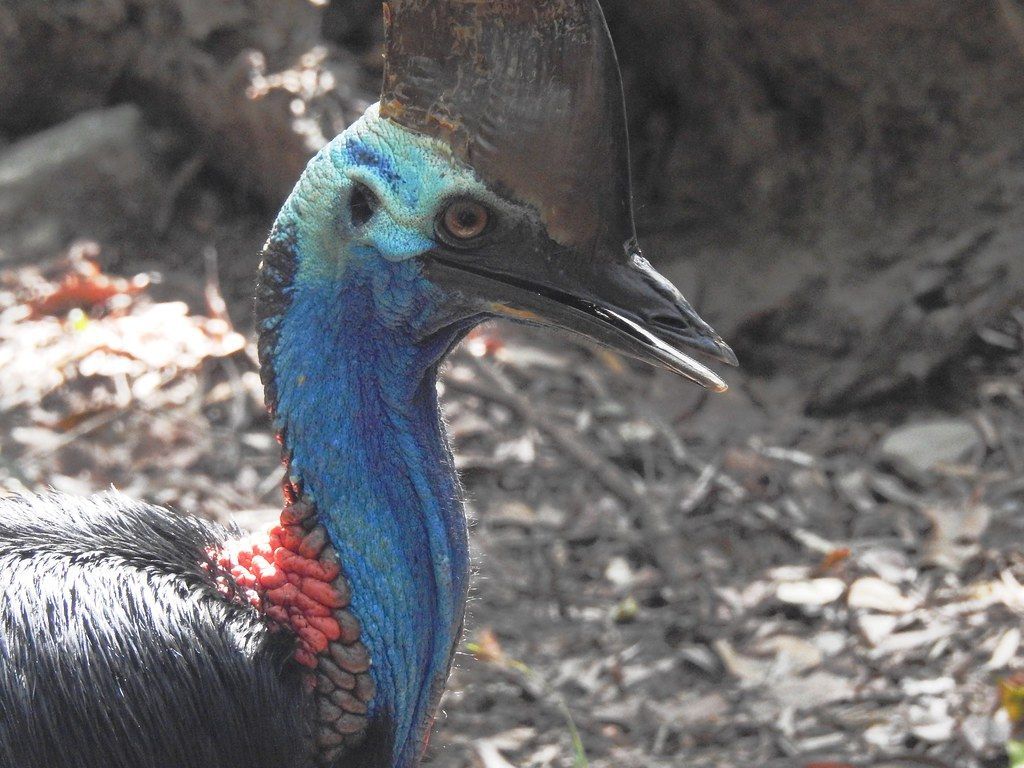 1024x768 4489ex P900 Southern Cassowary. These