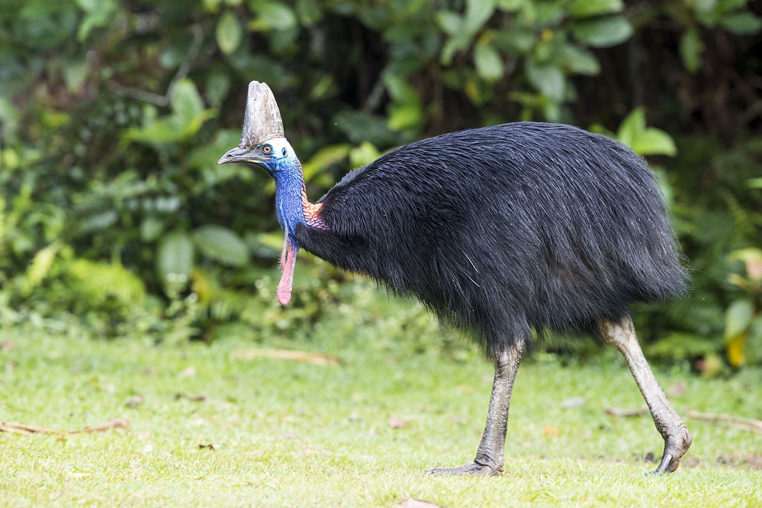 1500x1000 Cassowaries, Emu and Megapodes
