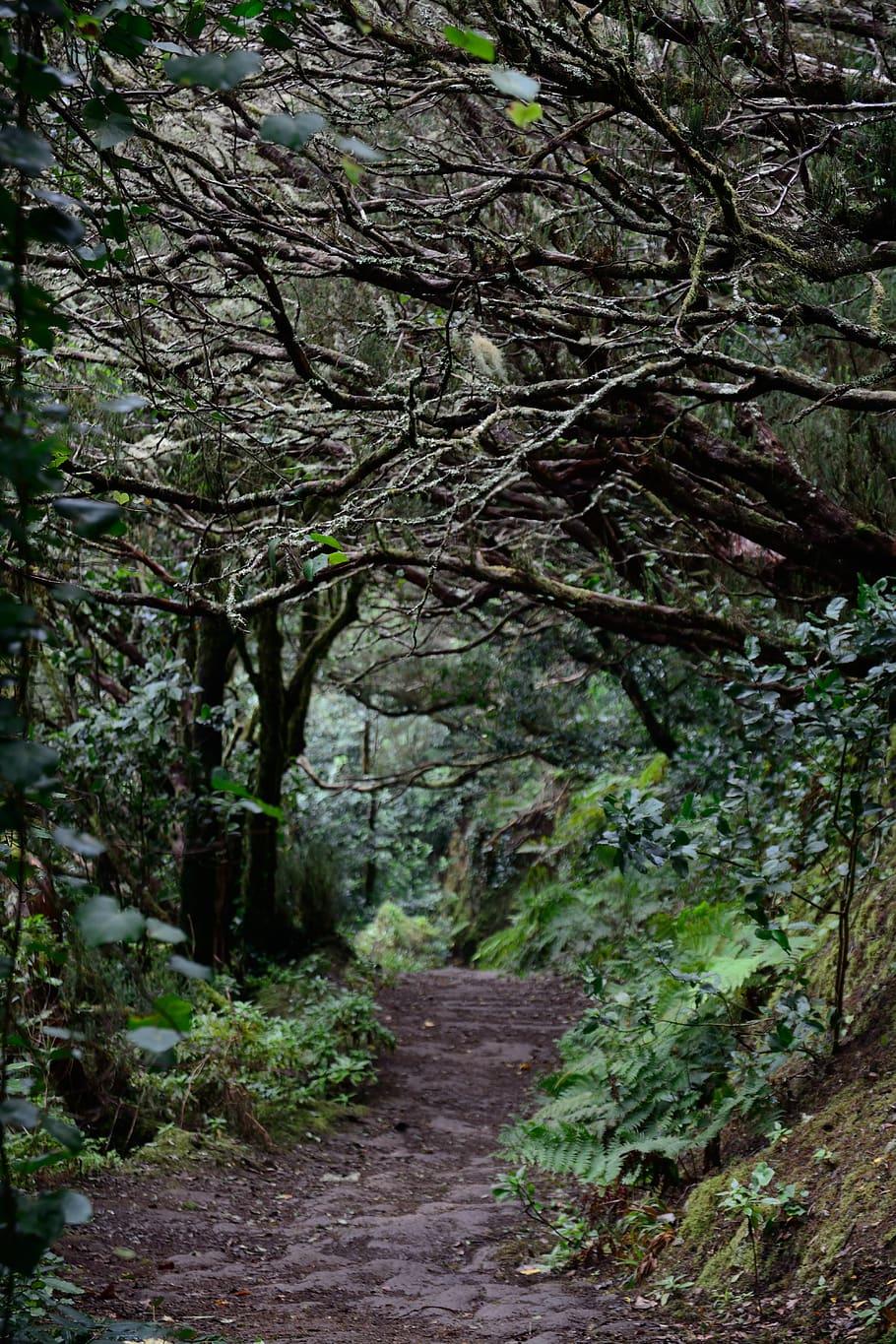 910x1365 HD wallpaper: spain, tenerife, gloomy, forest, mirkwood