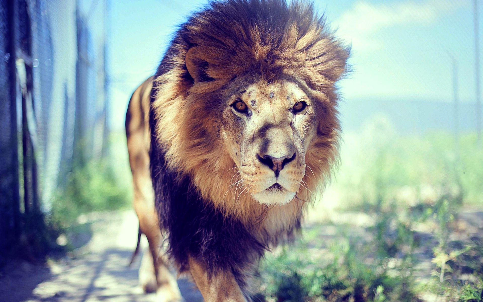 1920x1200 Big hair lion beautiful wide wallpaper HD wallpaperNew HD