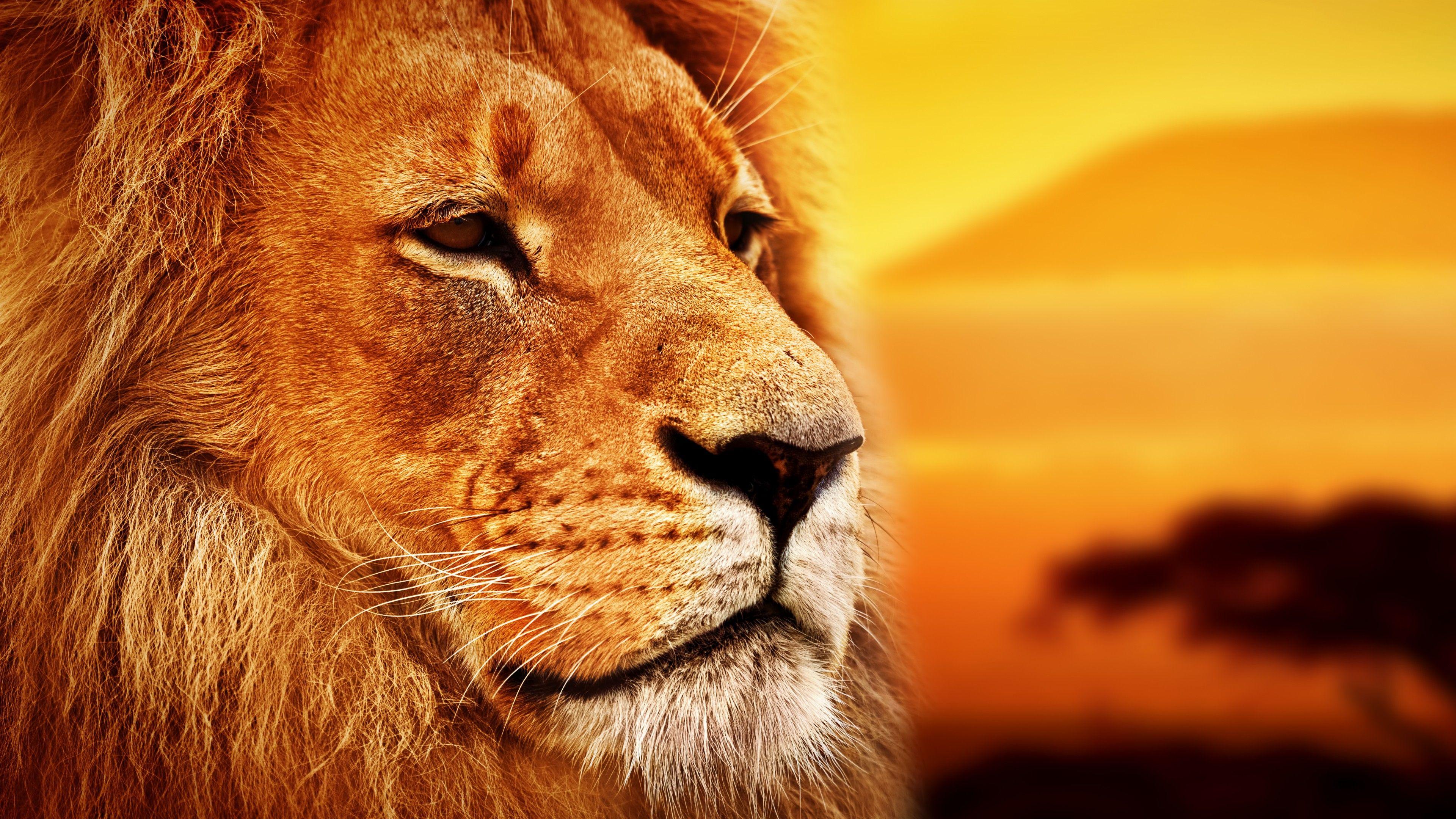 Lion 8k Wallpapers - Top Free Lion 8k Backgrounds - WallpaperAccess