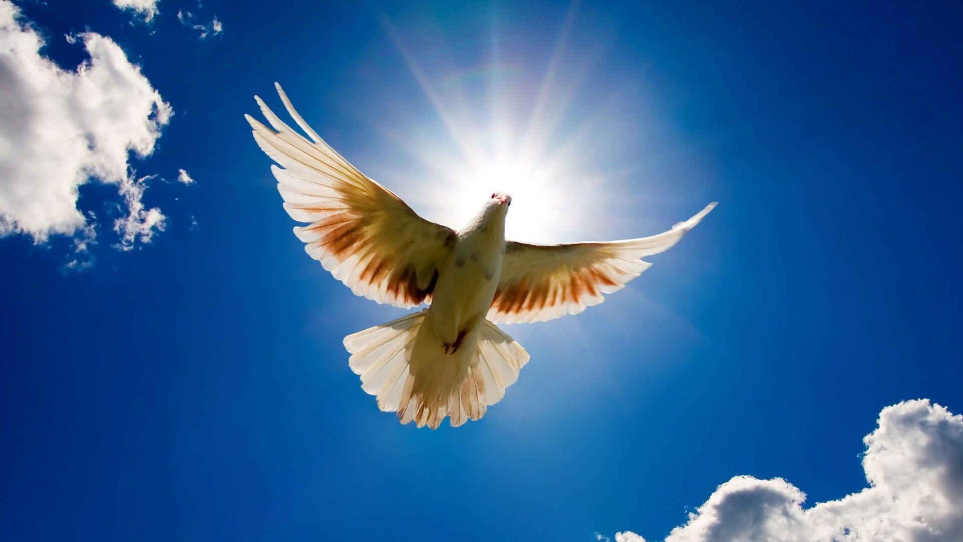 1920x1080 Dove and the sun desktop PC and Mac wallpaper