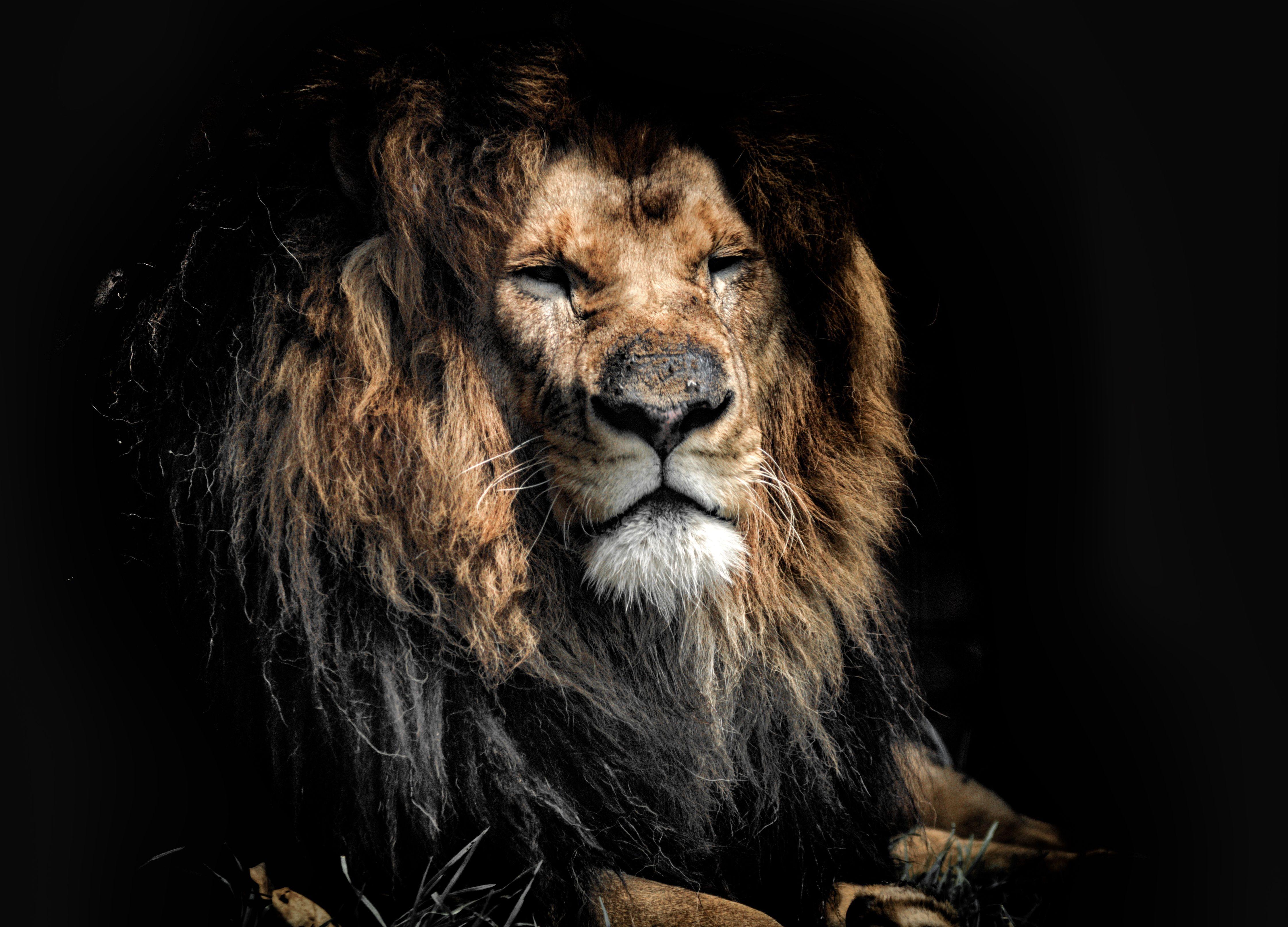 Lion 8k Wallpapers - Top Free Lion 8k Backgrounds - WallpaperAccess