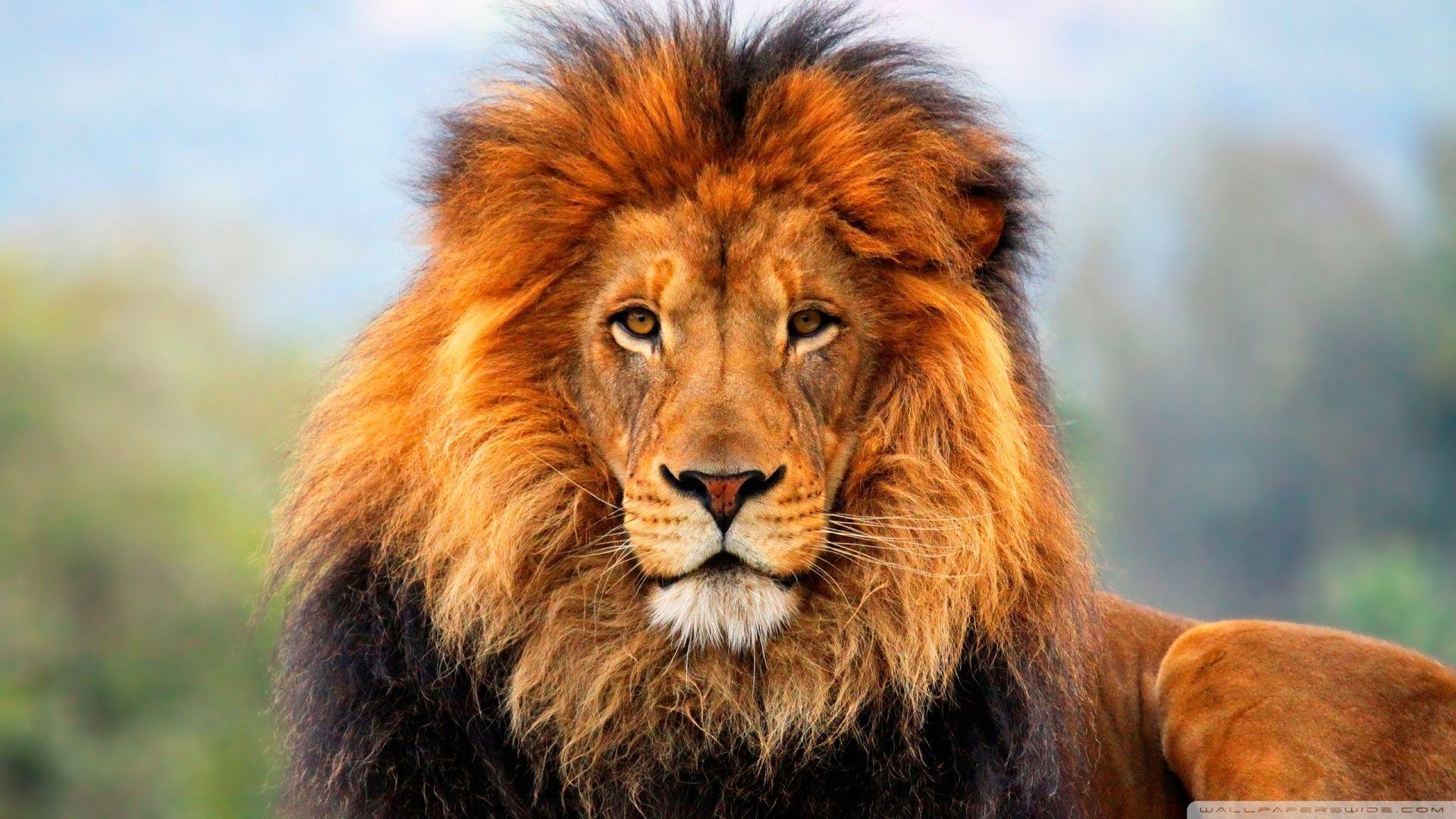 1920x1080 Lion Desktop Wallpaper